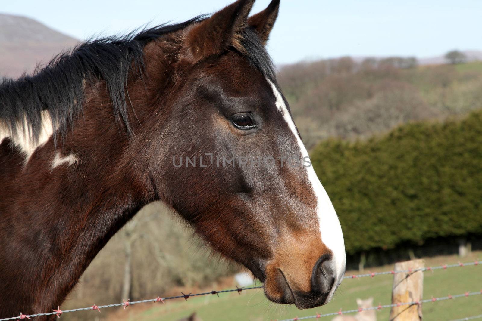 horse profile by haiderazim