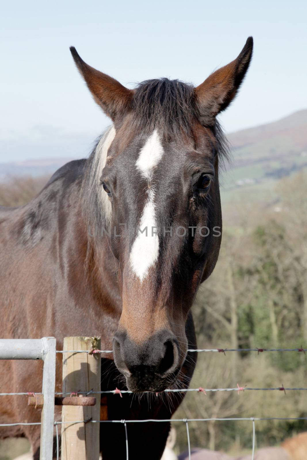 horse in stable