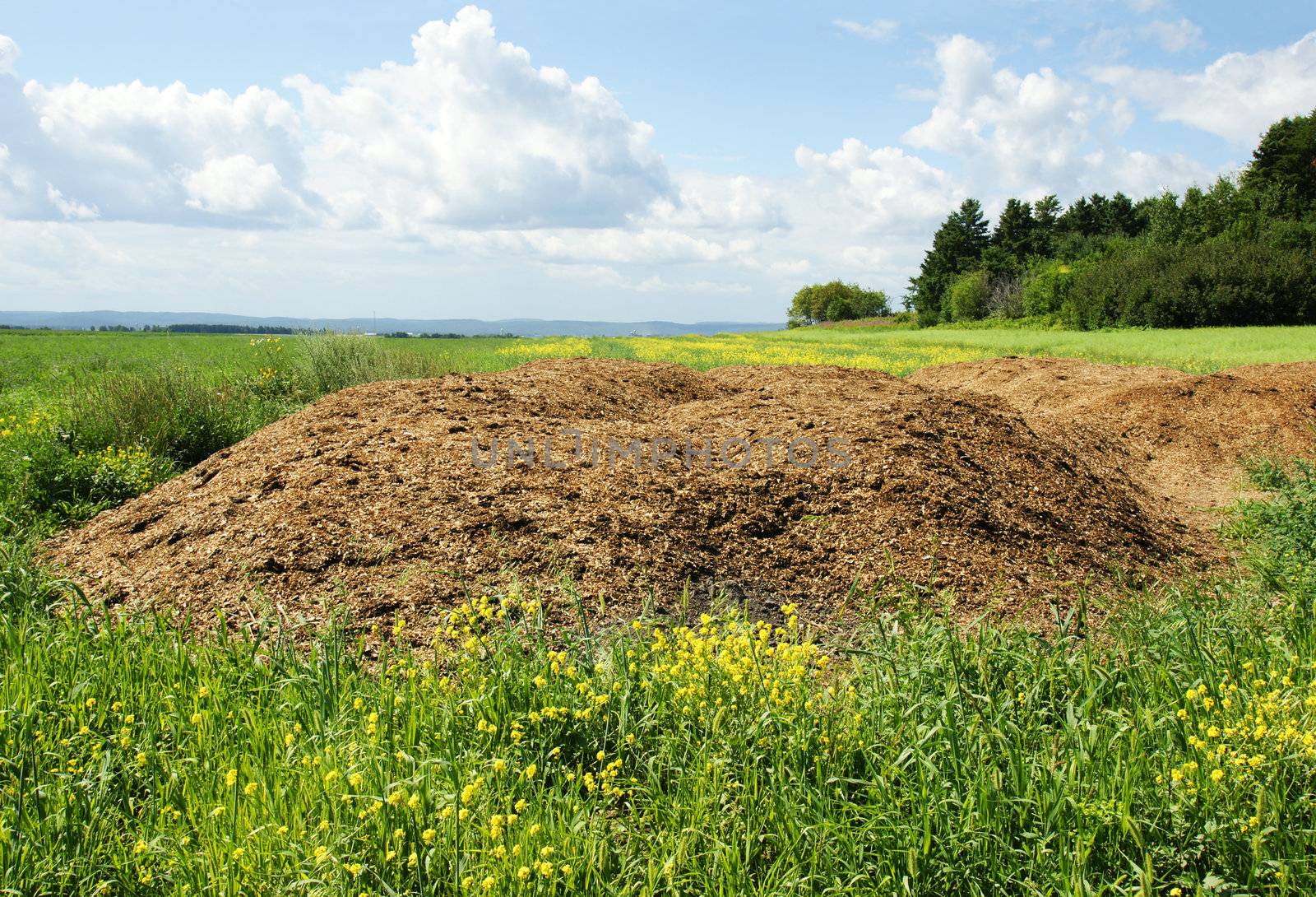 Agriculture concept: Chicken dung hill or manure heap dumped in the field ready to be spread out, great compost plant fertilizer.