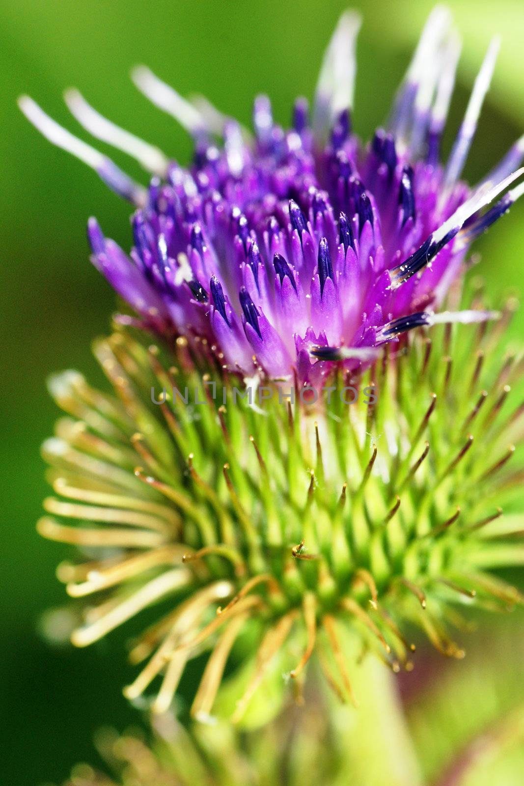 Colorful purple thistle flower, great botanical or floral background.