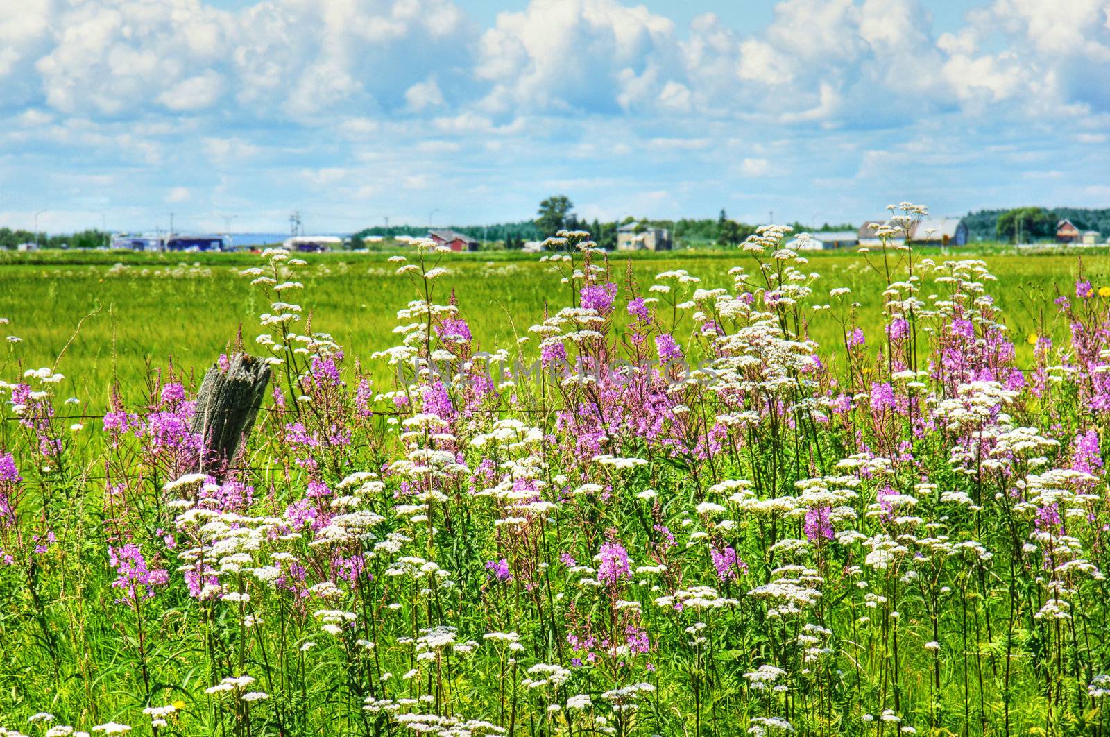 Beautiful HDR rural landscape: wildflowers, invasive purple loosestrife and white valerian, alongside the road in Quebec, Canada.