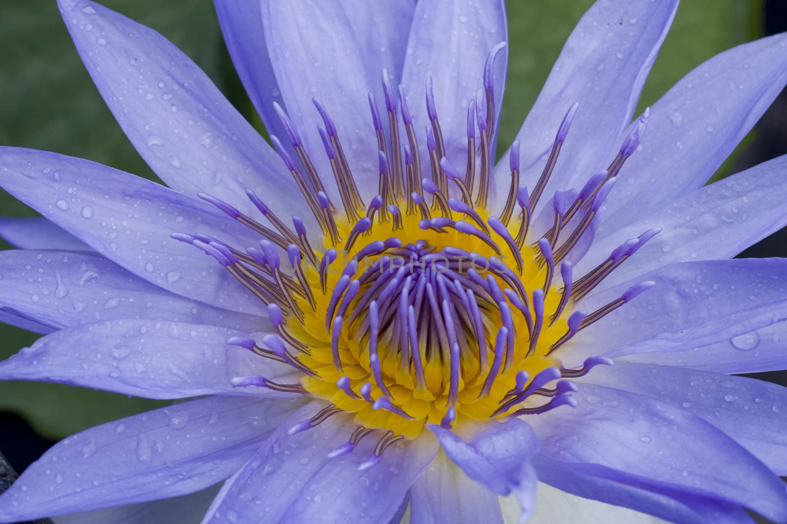 Purple Water Lily