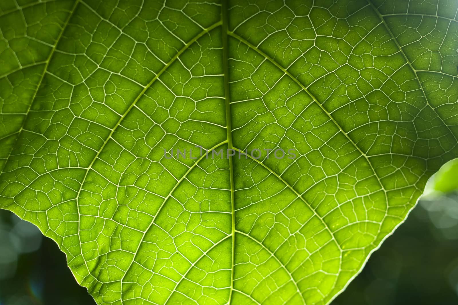 Green Leaf Texture