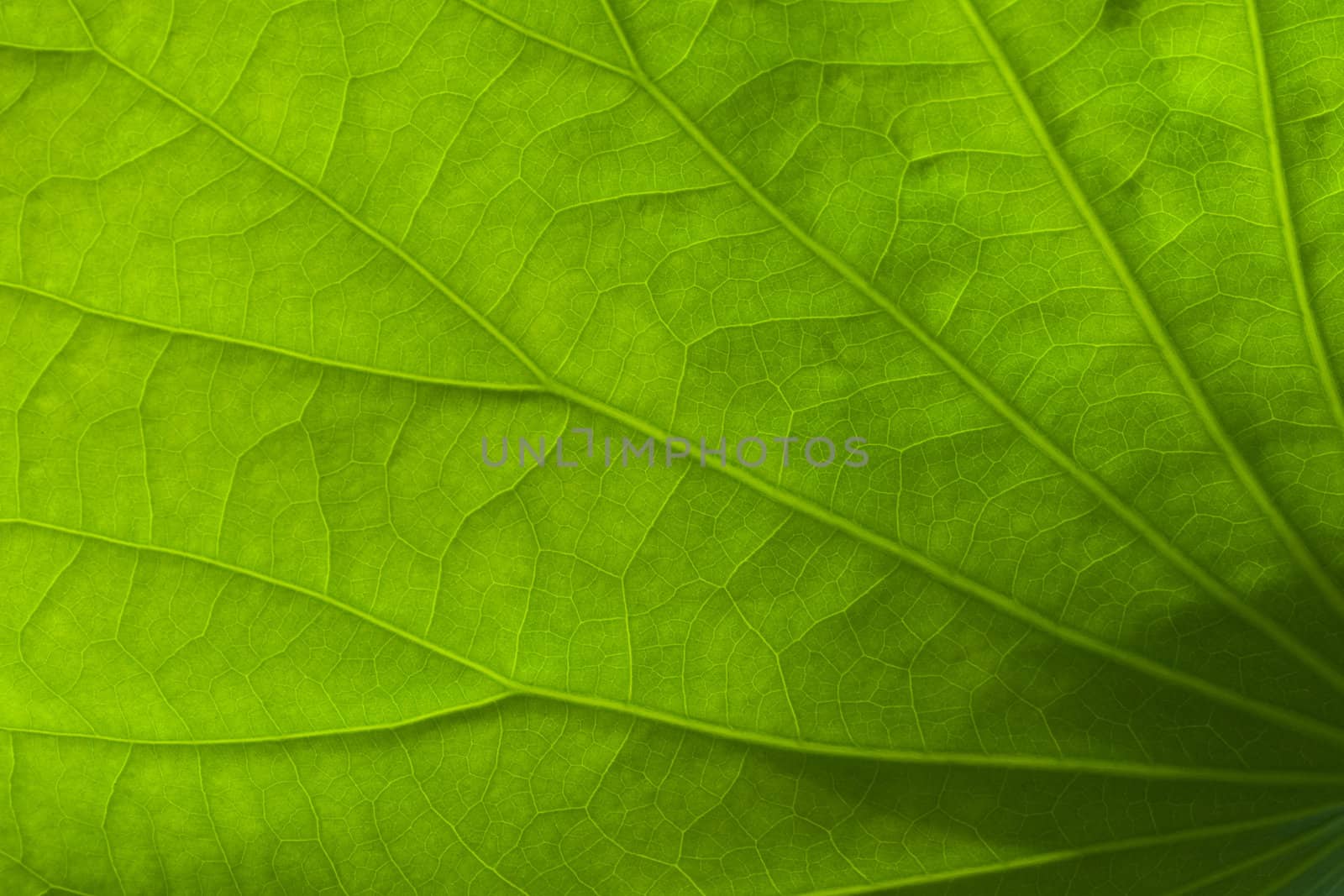Green Leaf Texture