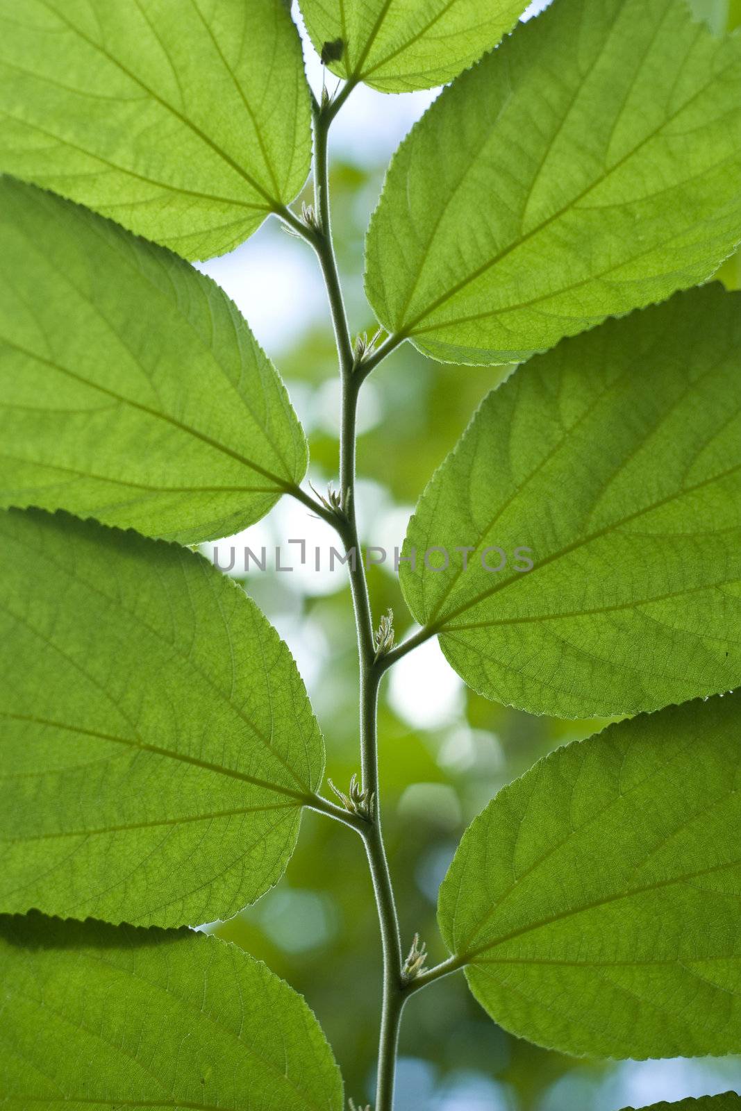 Green Leaf Texture