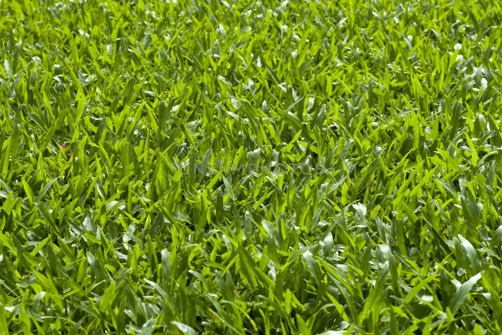 Green Grass