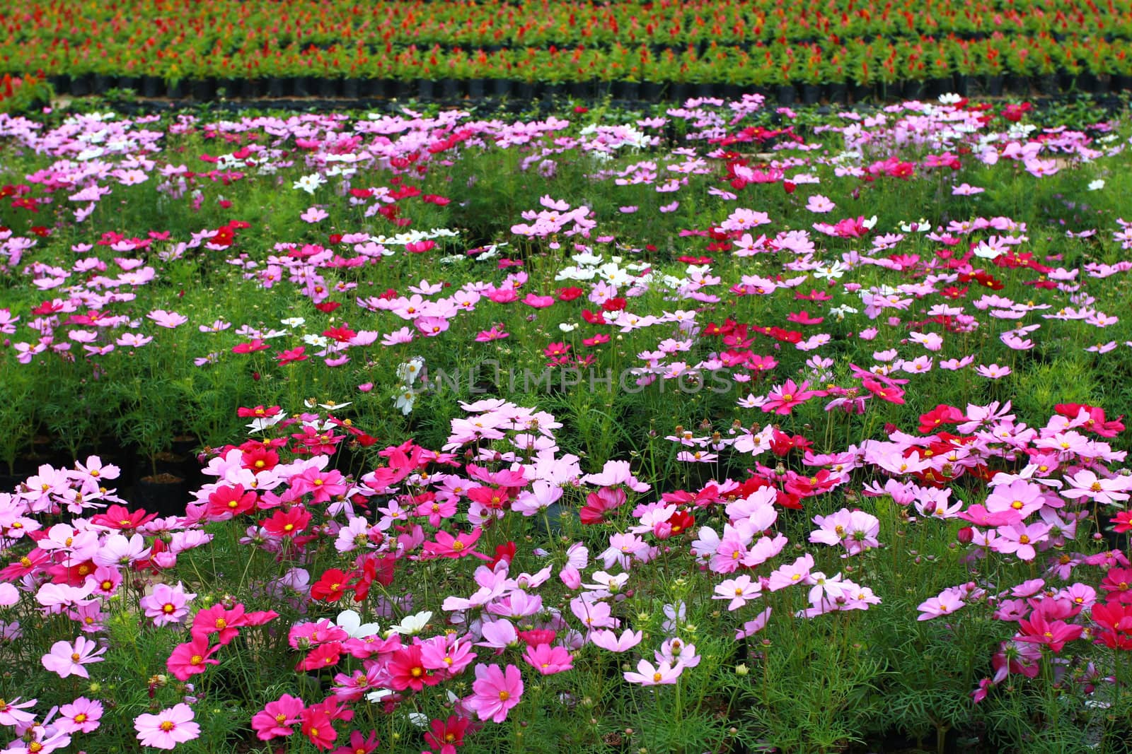 Colorful Cosmos Flower