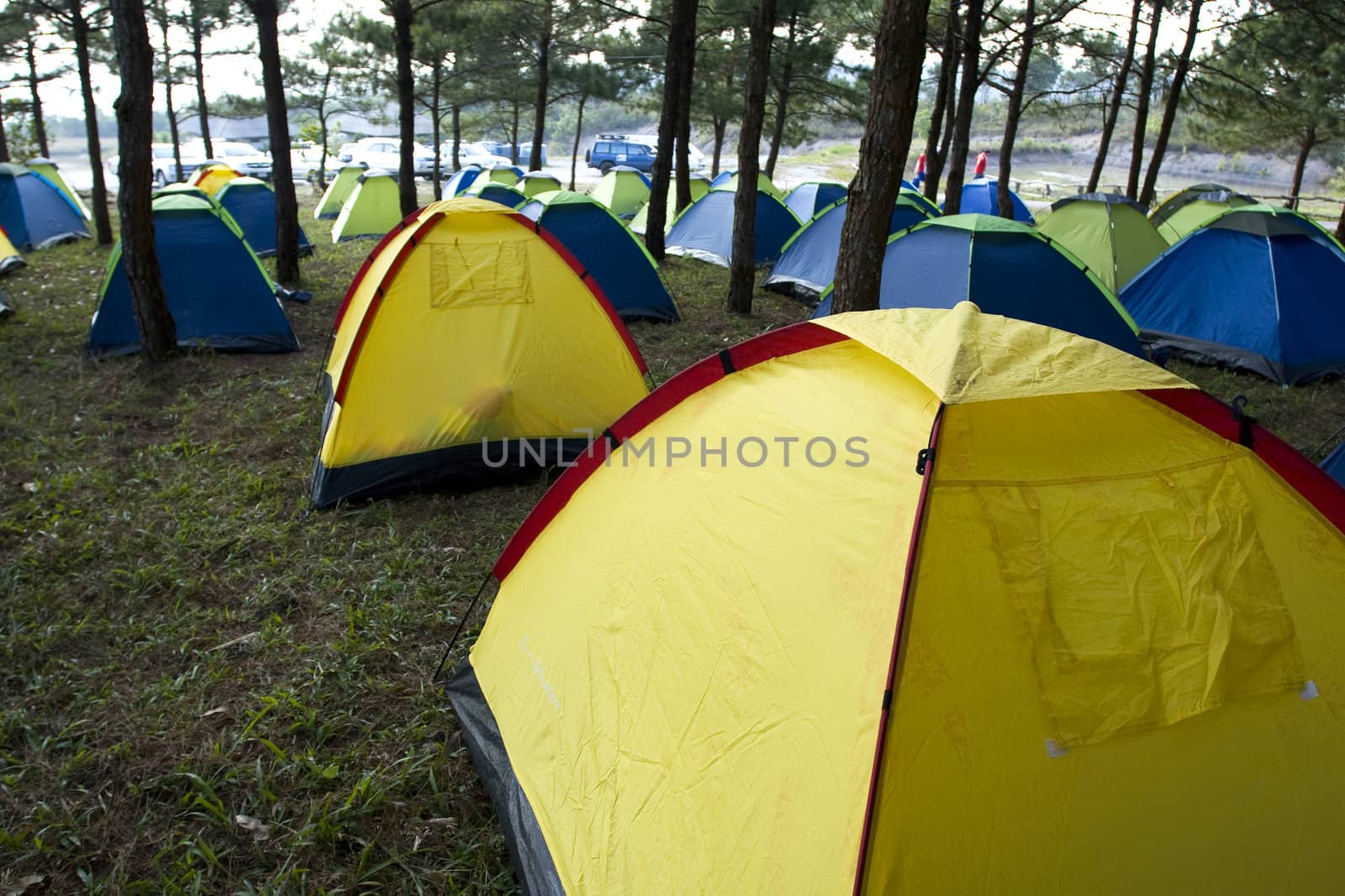 A group of tents in the pine forest