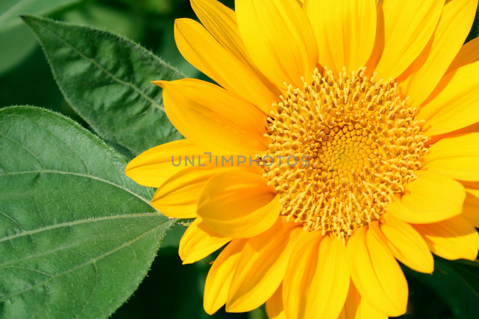 Sunflower by foto76