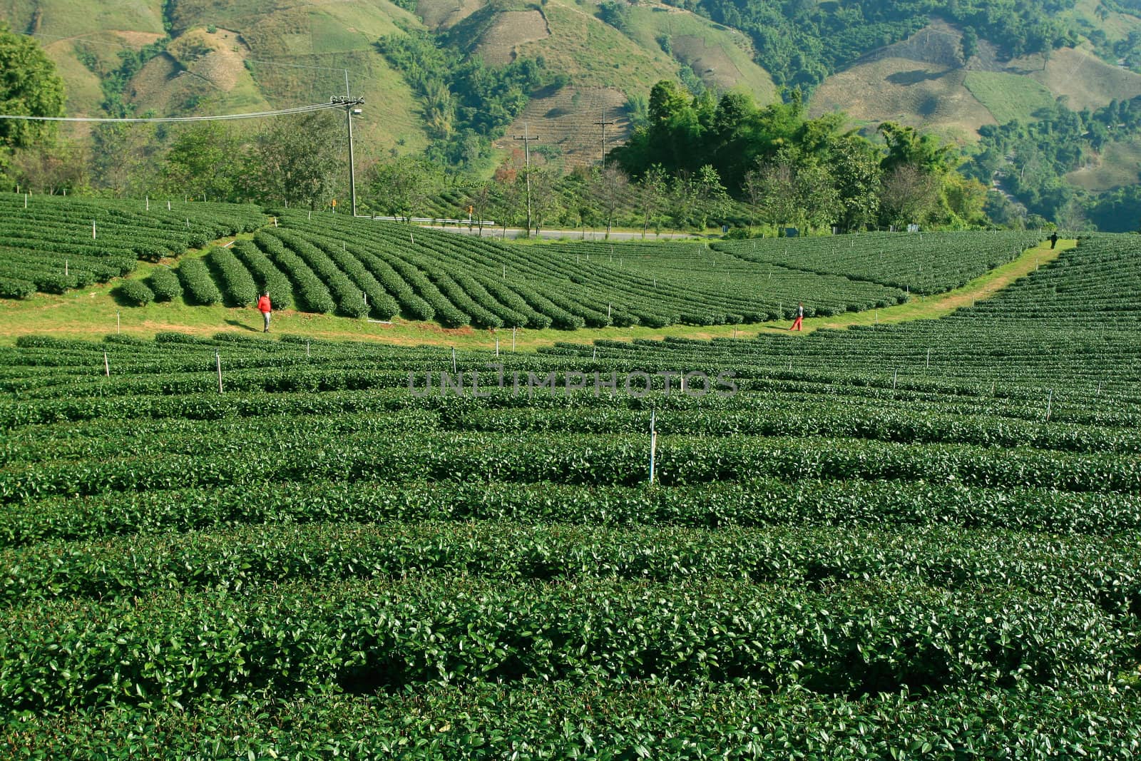 Tea Plantation