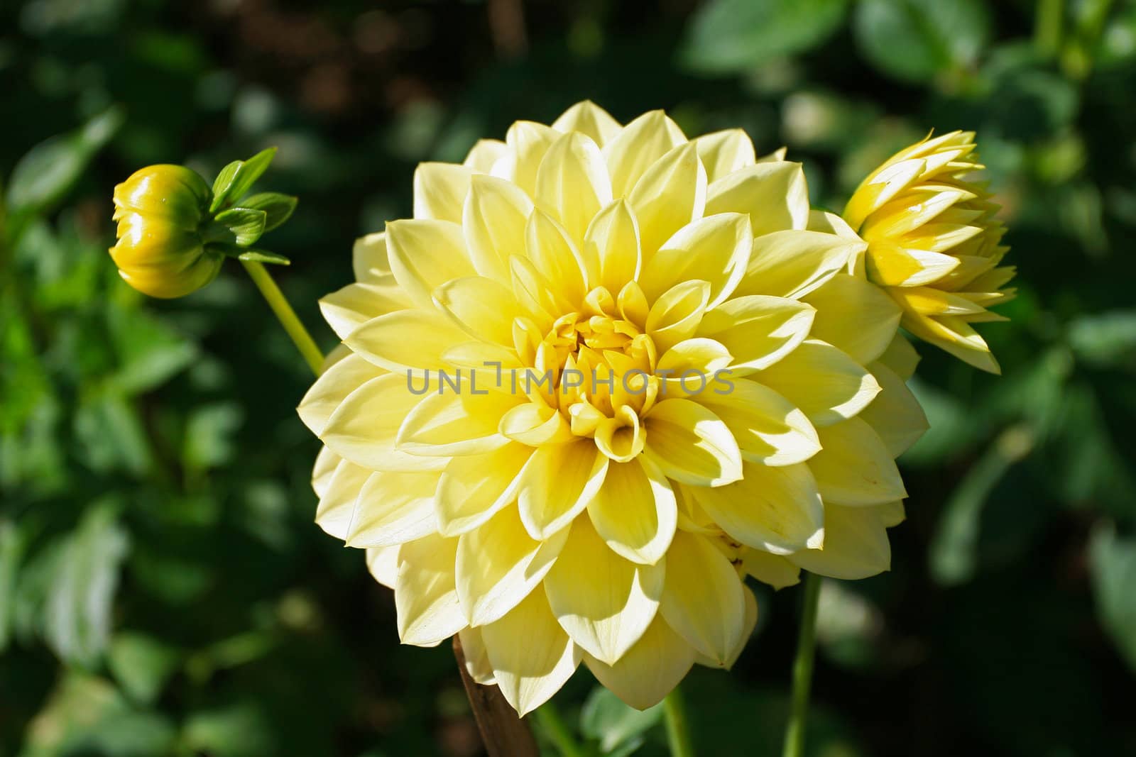 Dahlia Flower