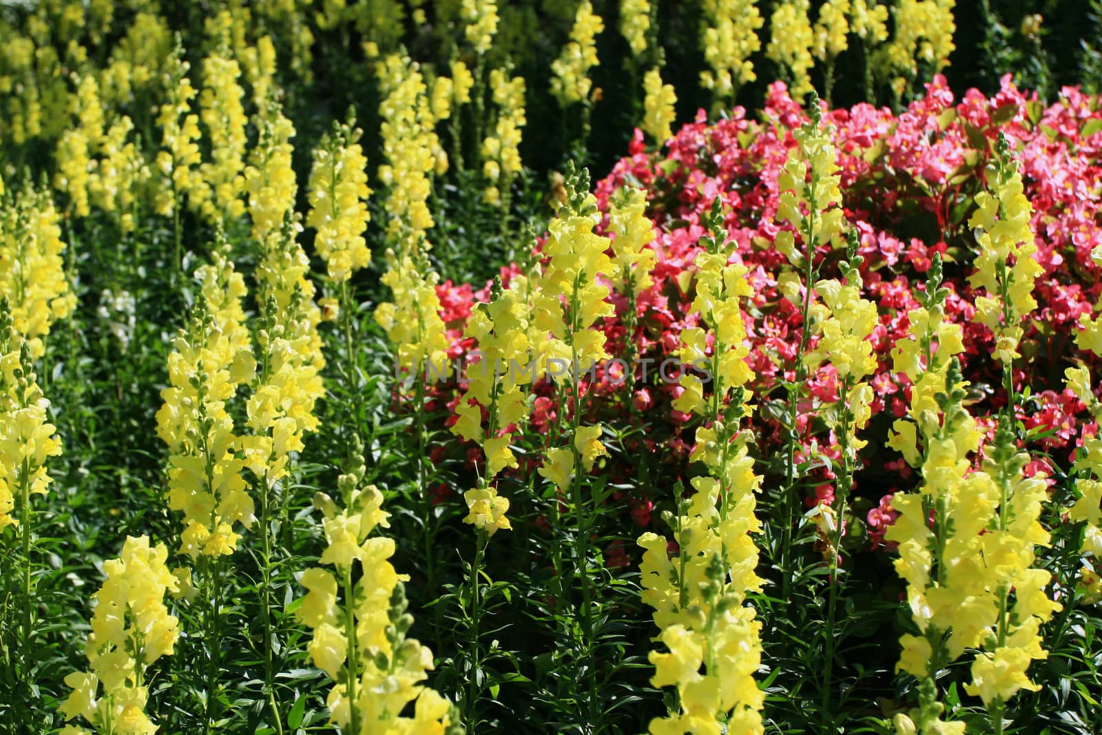 Flower Garden