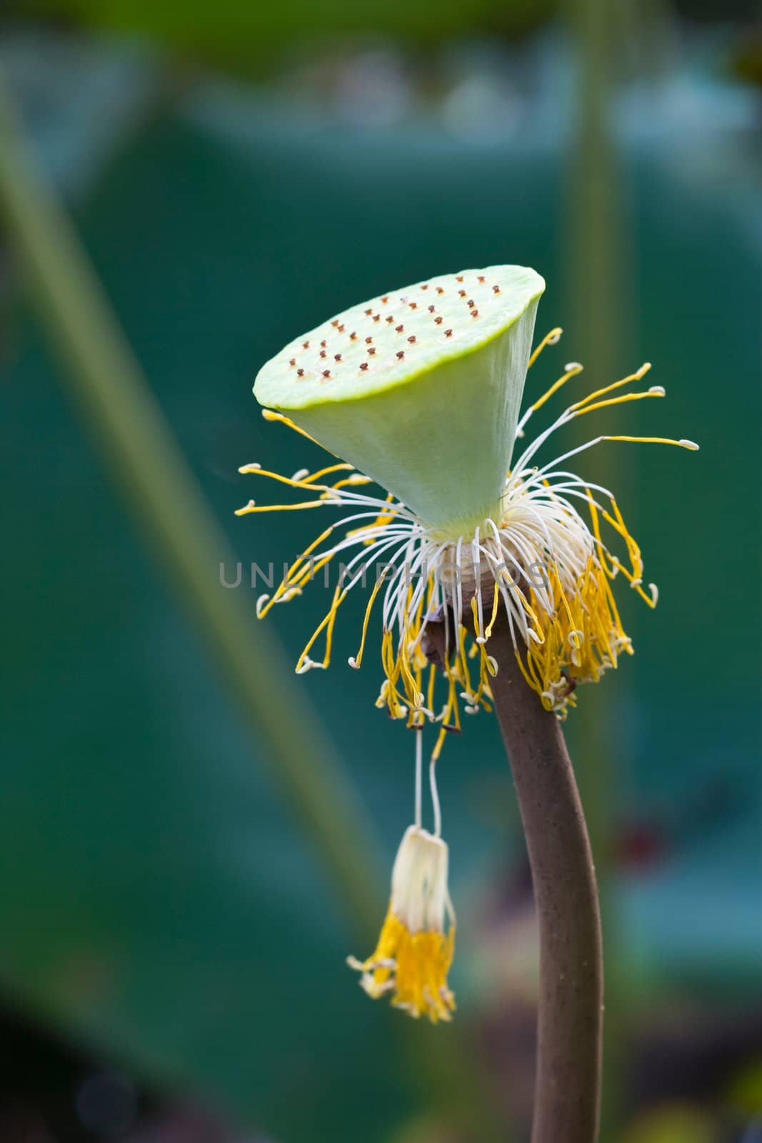 Pod of Lotus Flower
