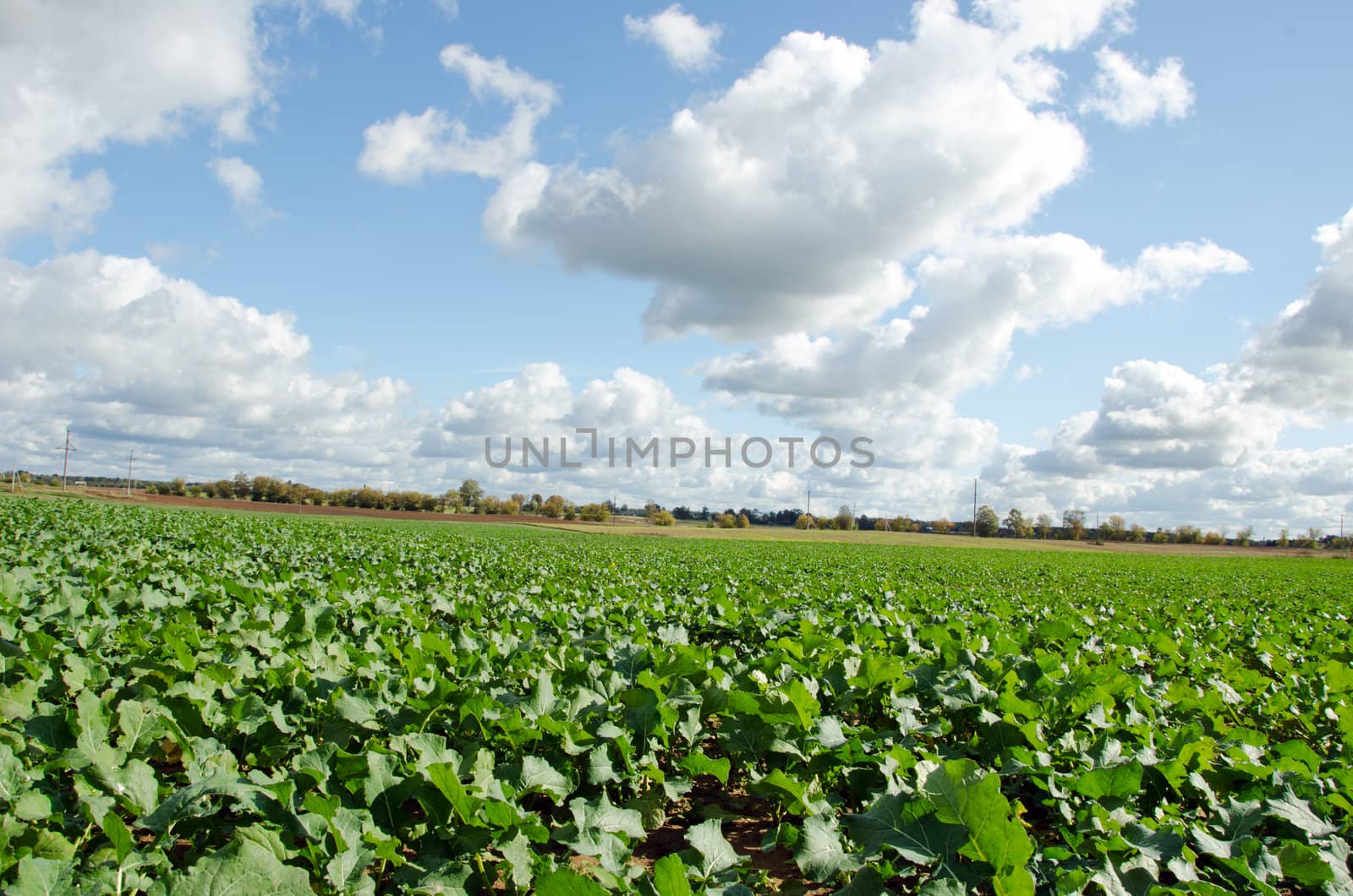 Rape rapeseed agriculture field in autumn and sky with cumulus clouds.