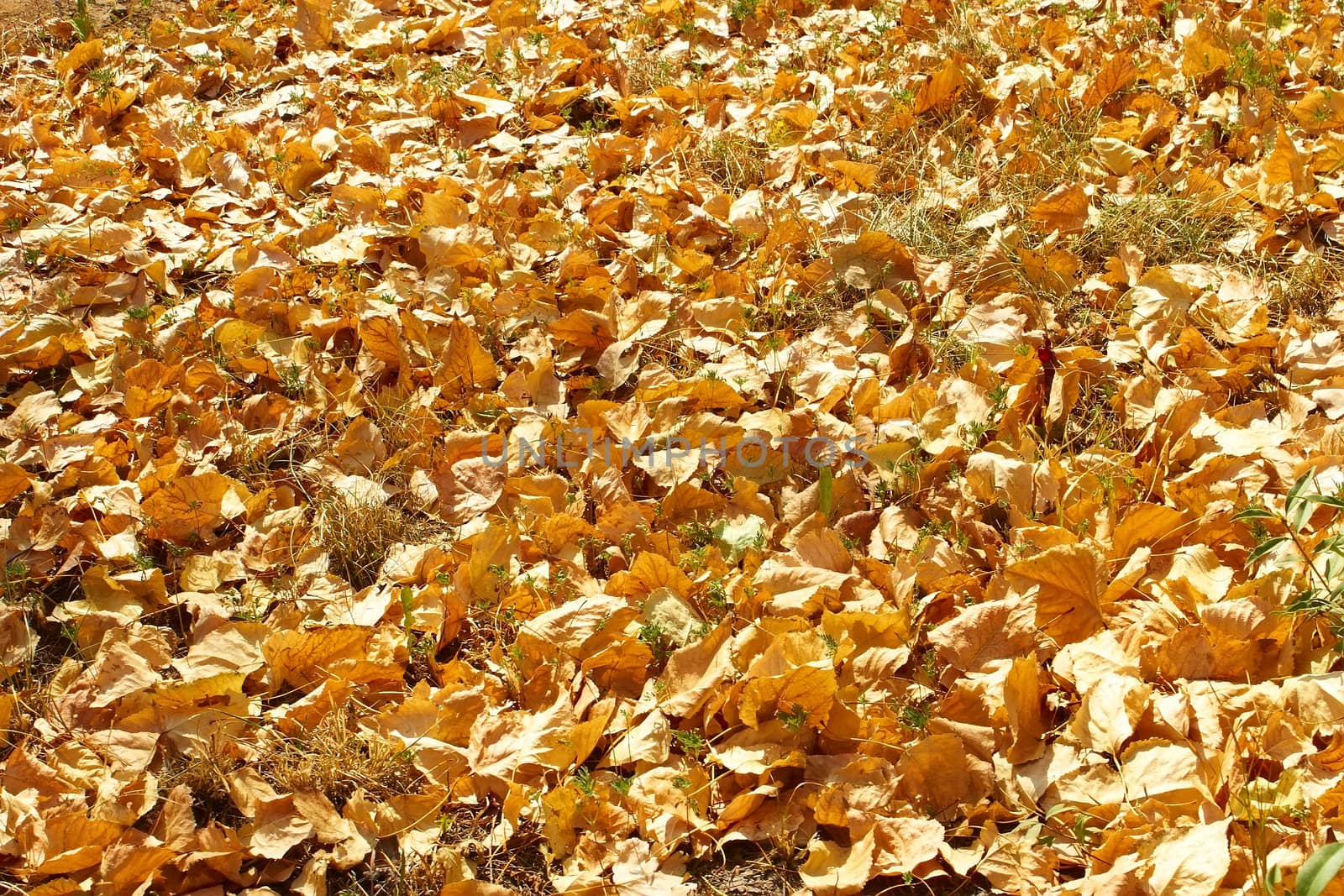 Autumn yellow leaves lying on the grass in fine sunny day