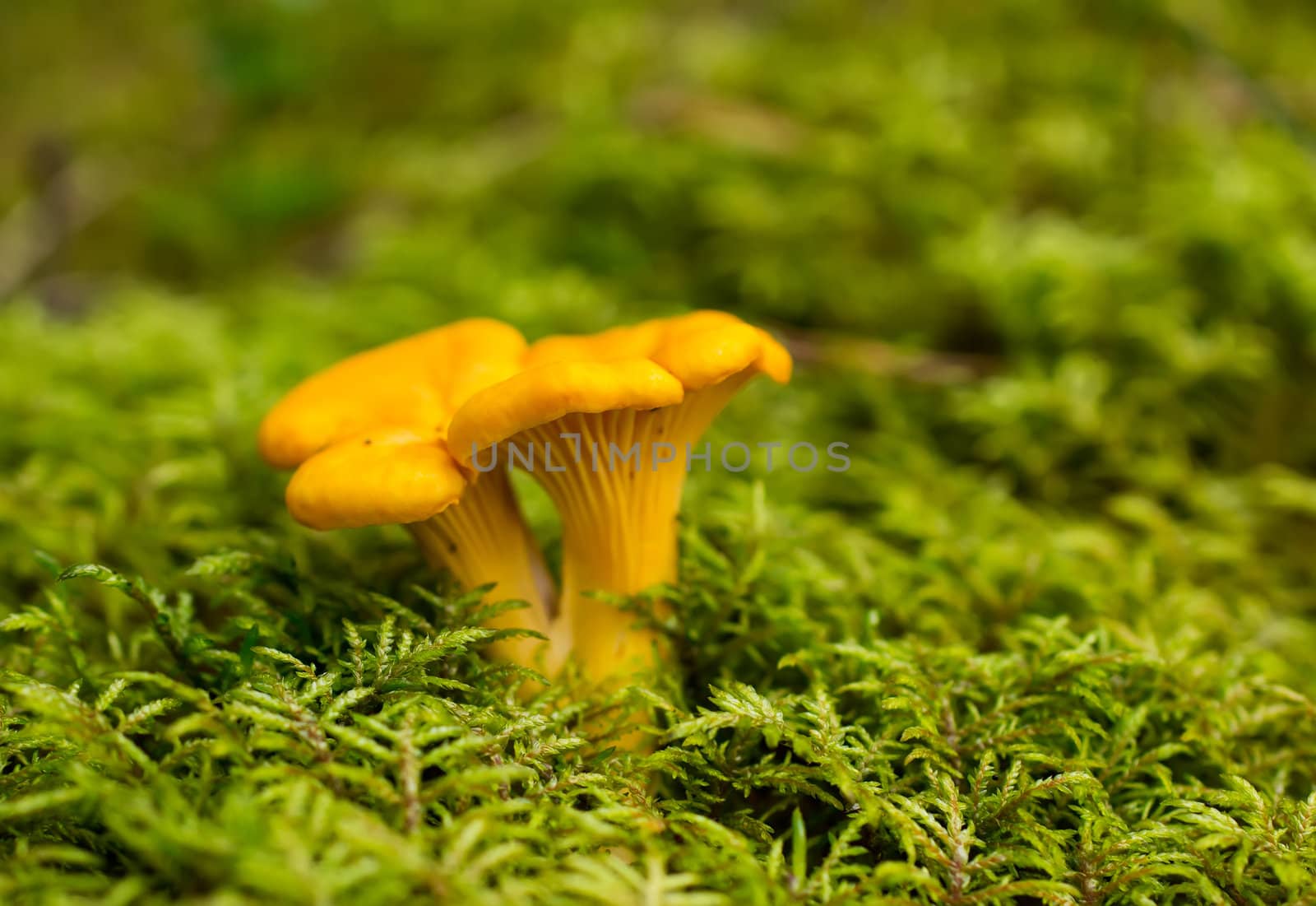 Cantharellus cibarius edible mushroom close up shoot.