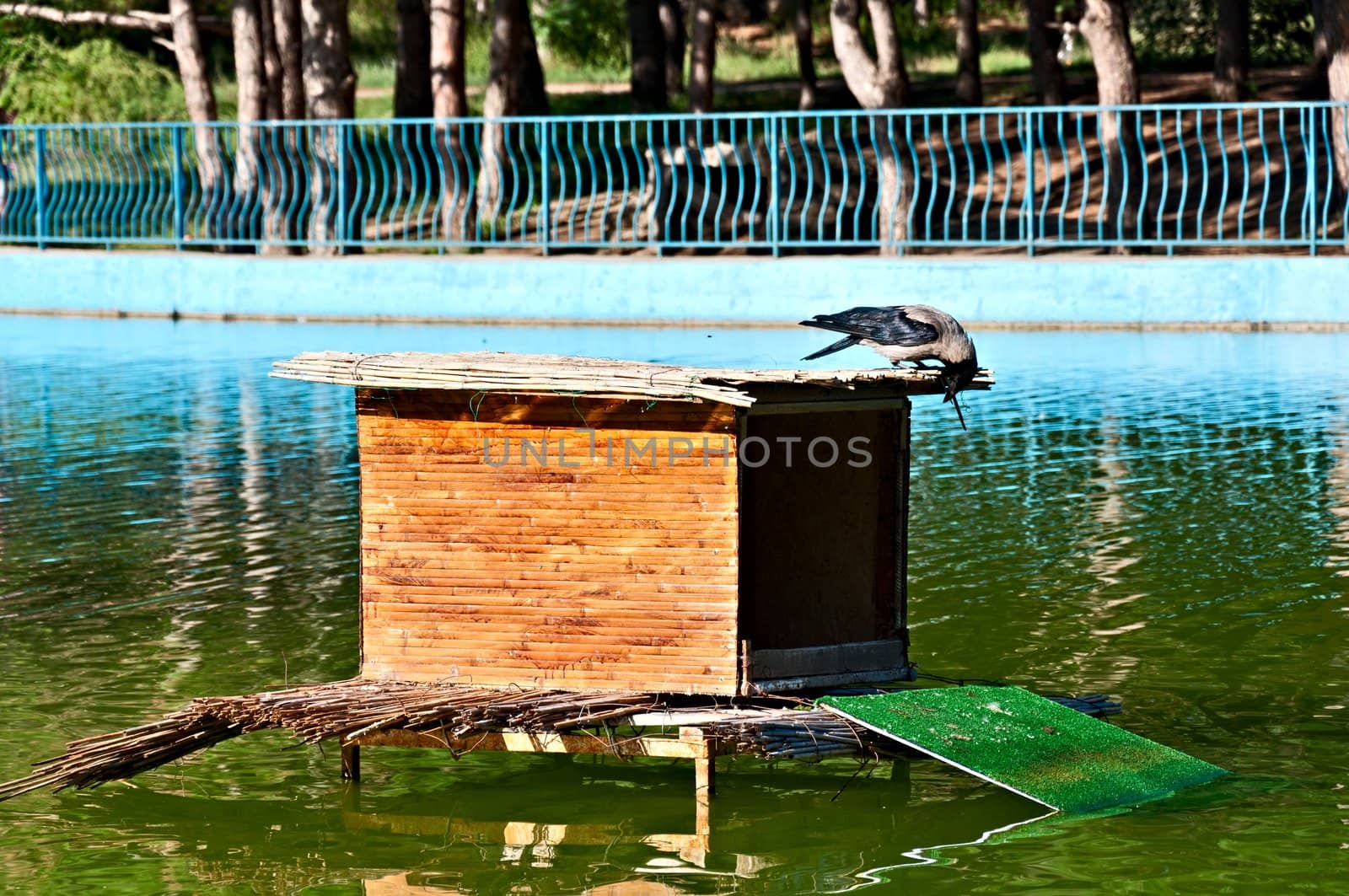 The curious crow looks in a lodge for ducks in a pond. City Victory park, Odessa, Ukraine.