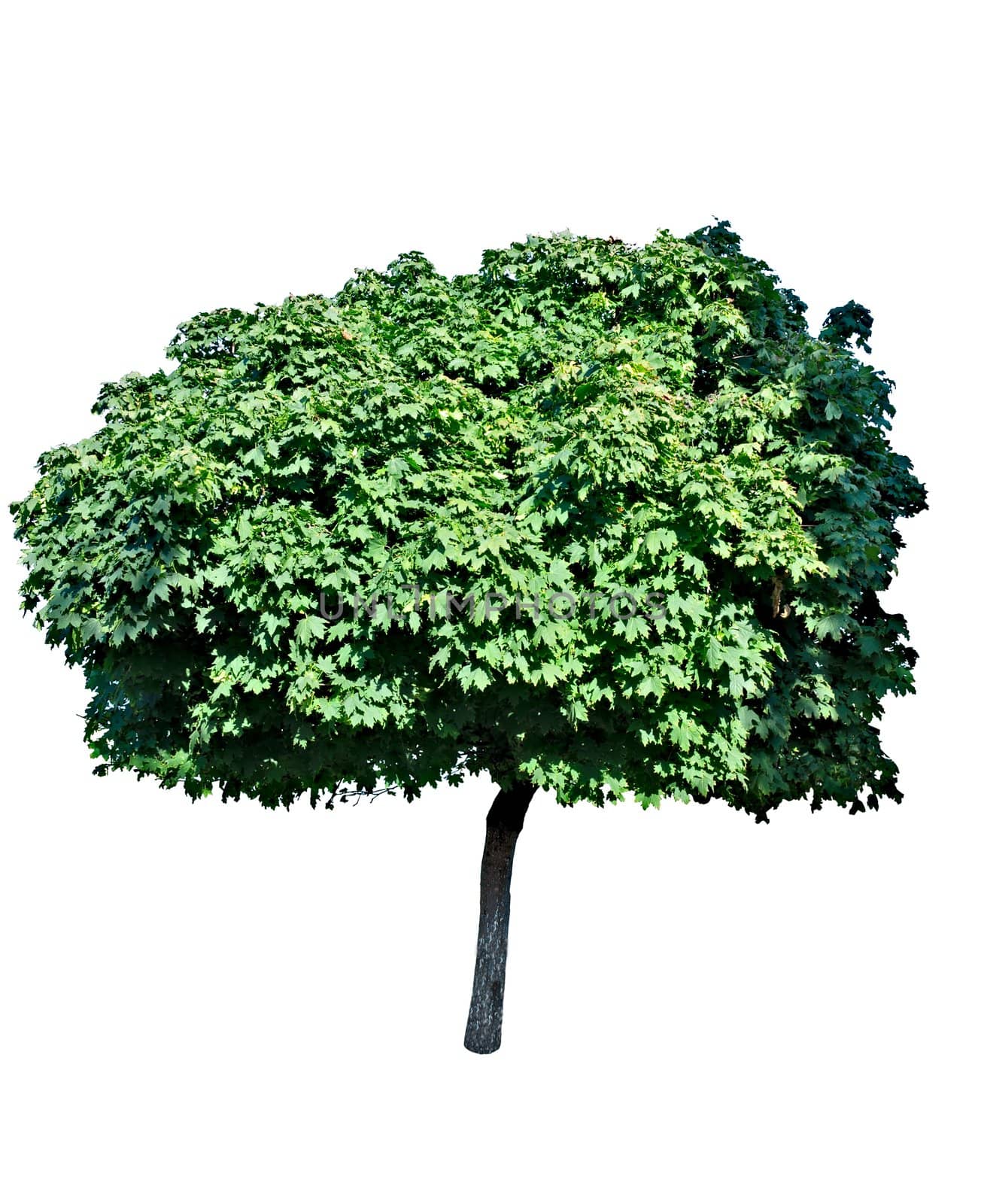 Young well-groomed maple, with the magnificent greens, isolated on a white background.