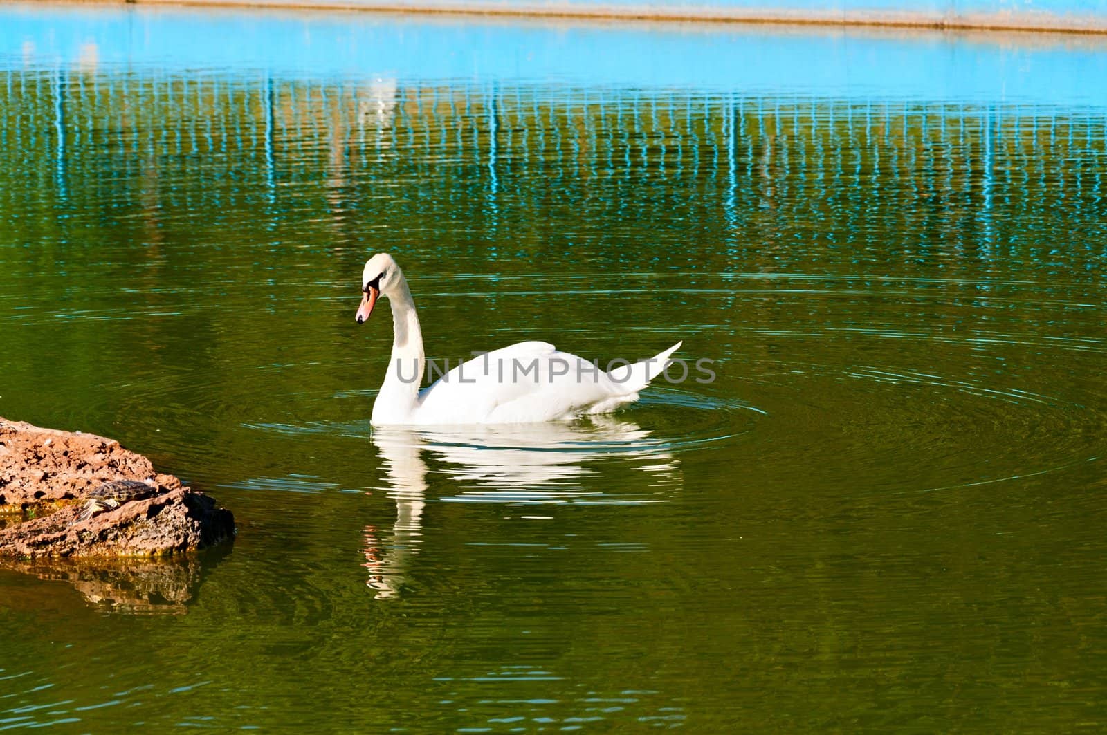Beautiful white swan on the pond.