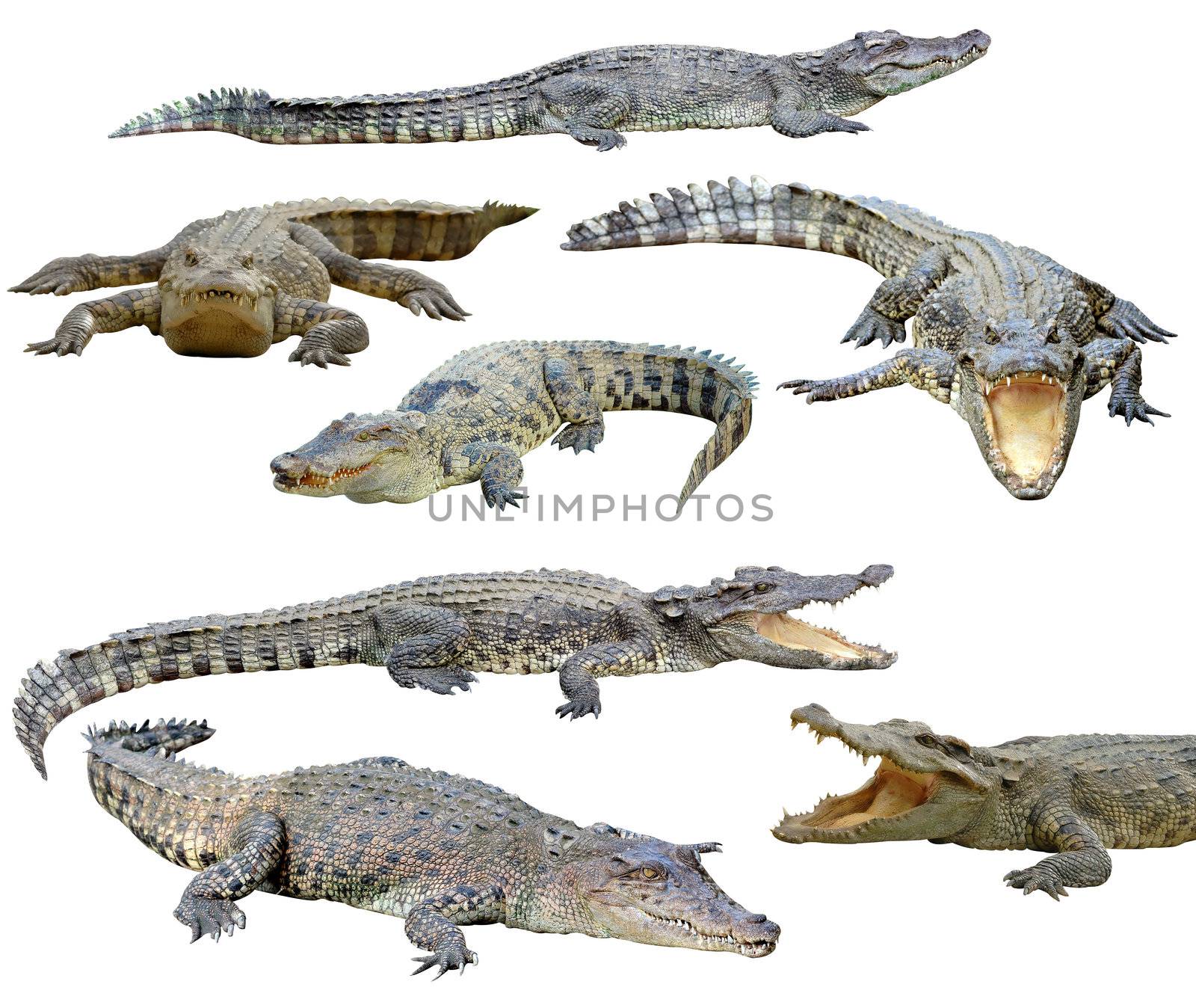 collection of  crocodile isolated on white background