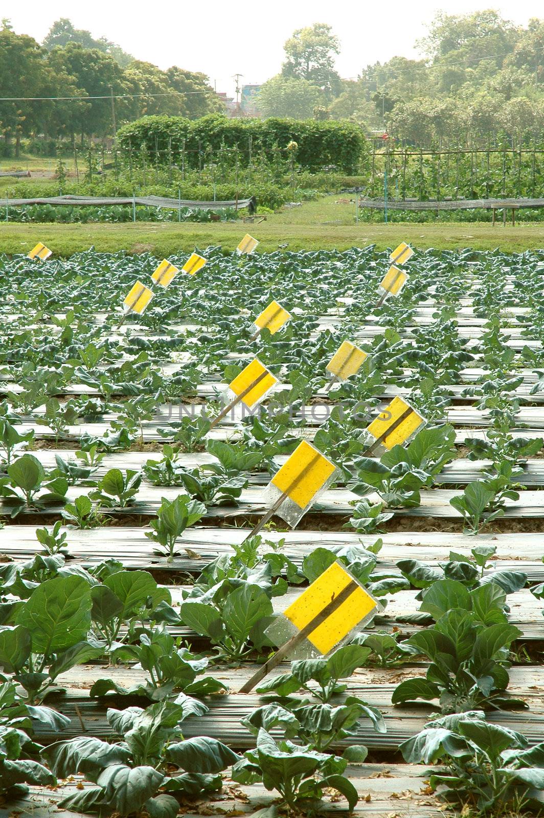 vegetable field by anankkml