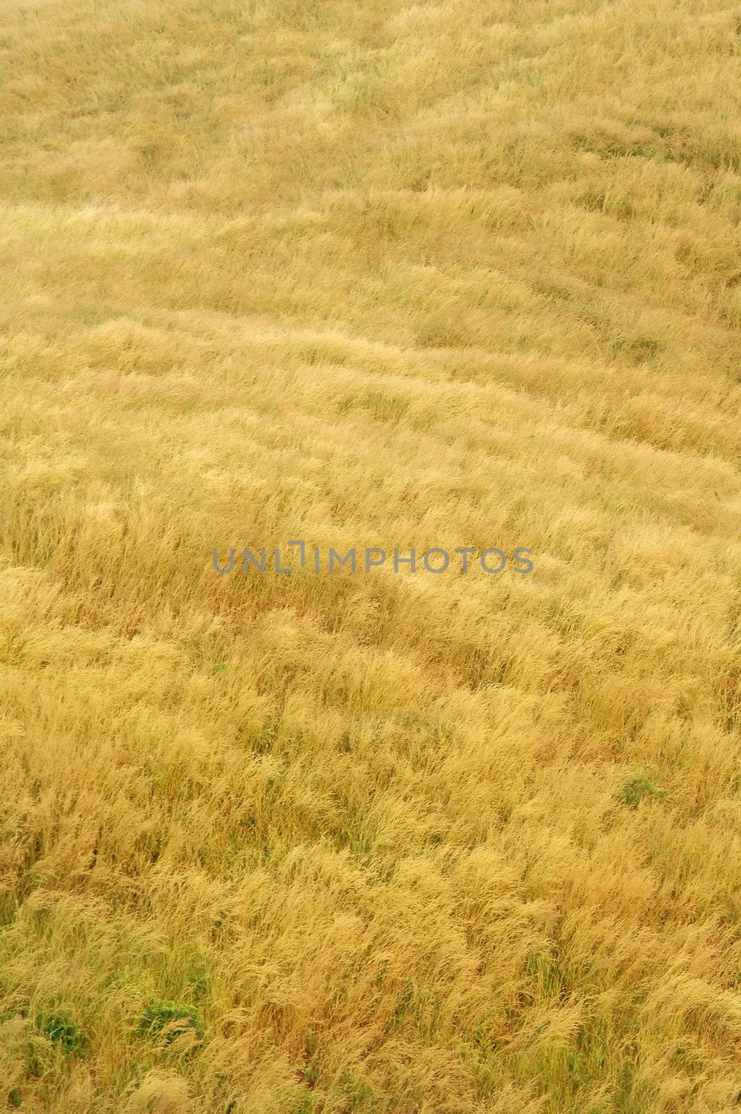 dried grass