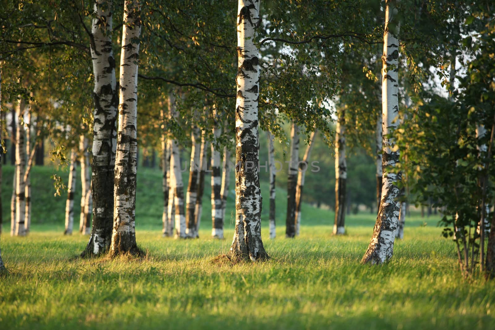 Beautiful landscape with the sun and shades in a birchwood