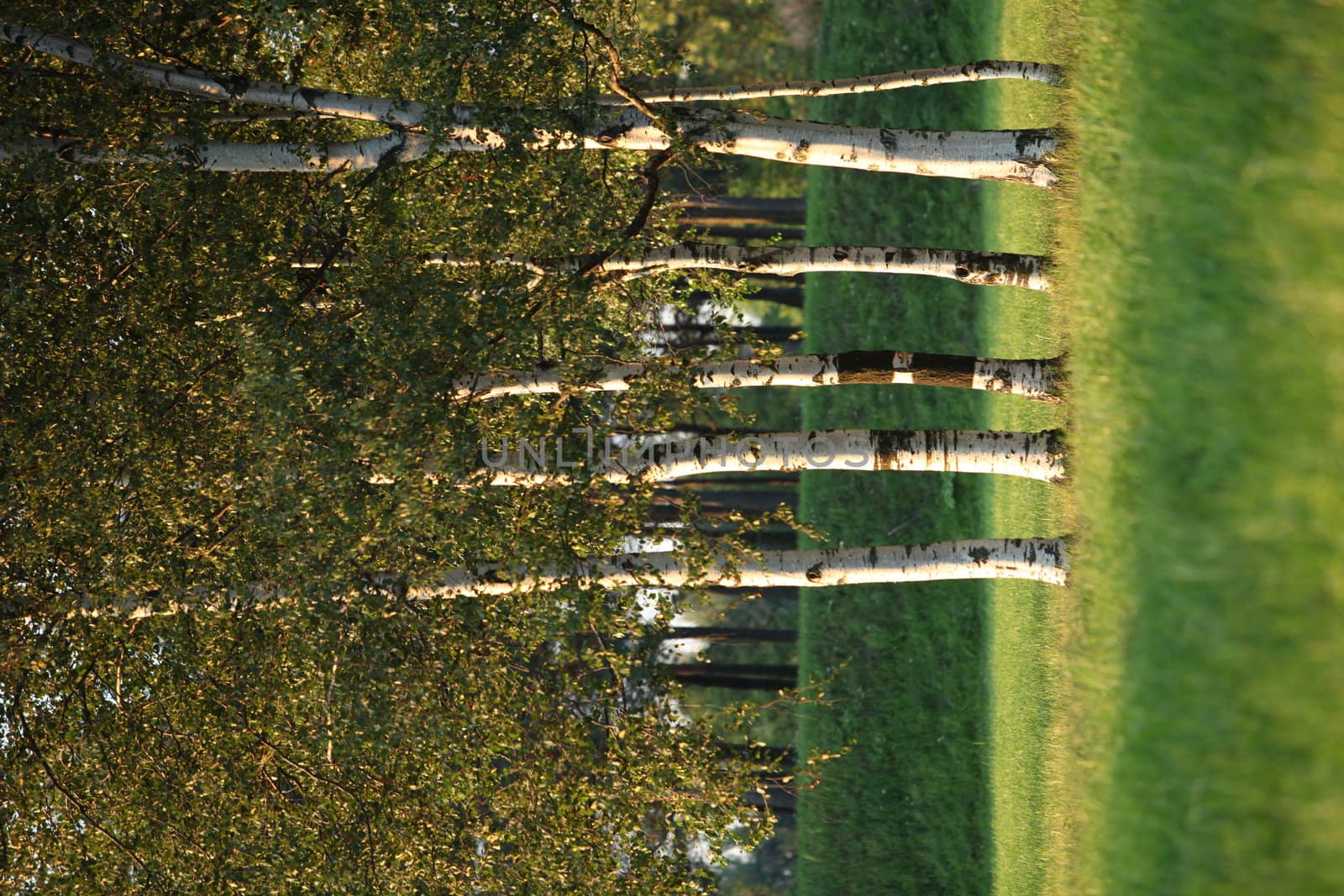 Beautiful landscape with the sun and shades in a birchwood