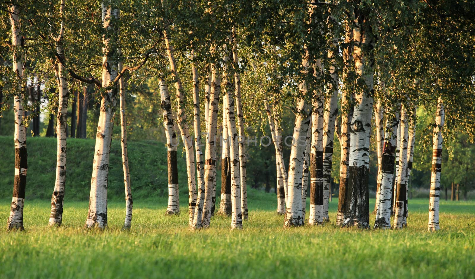 Beautiful landscape with the sun and shades in a birchwood