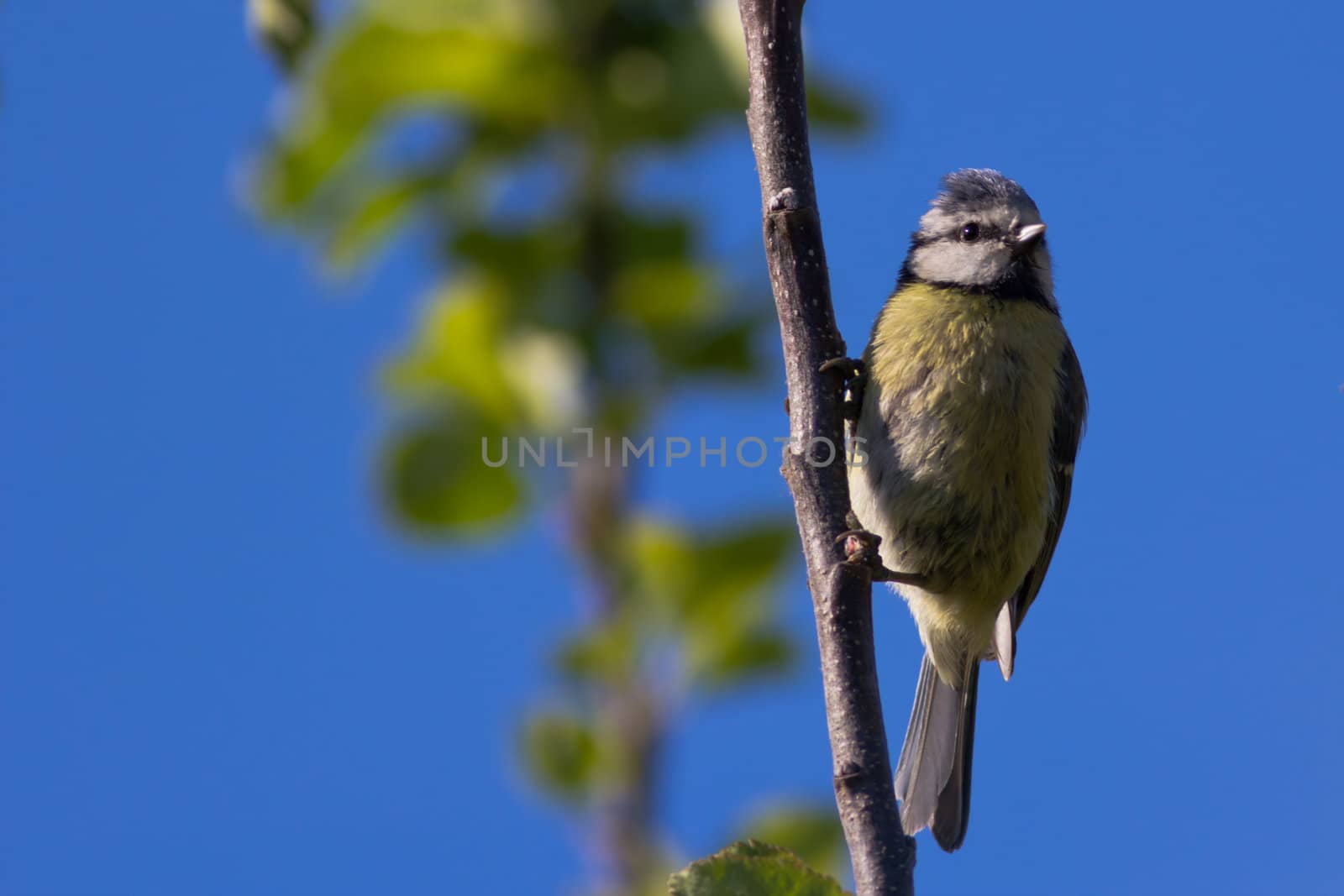 A Young Blue Tit (Cyanistes Caerleus)