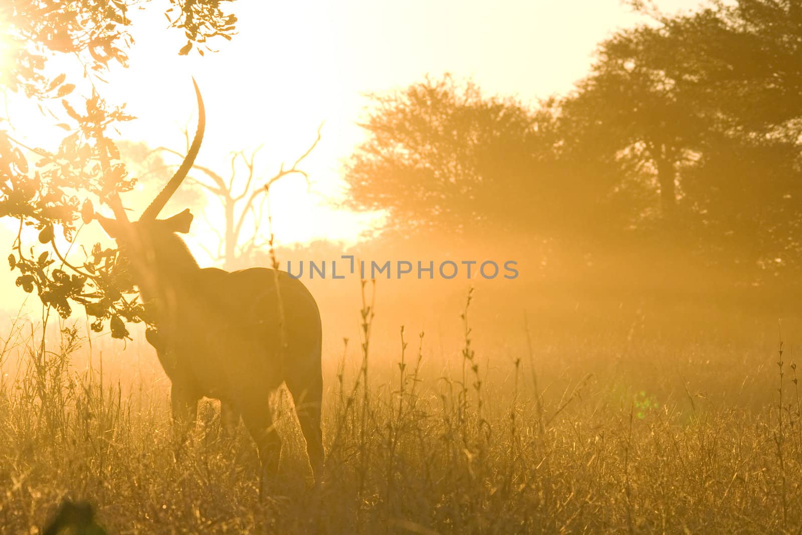 Dusty  Waterbuck (Kobus ellipsiprymnus) at Sunset by kobus_peche