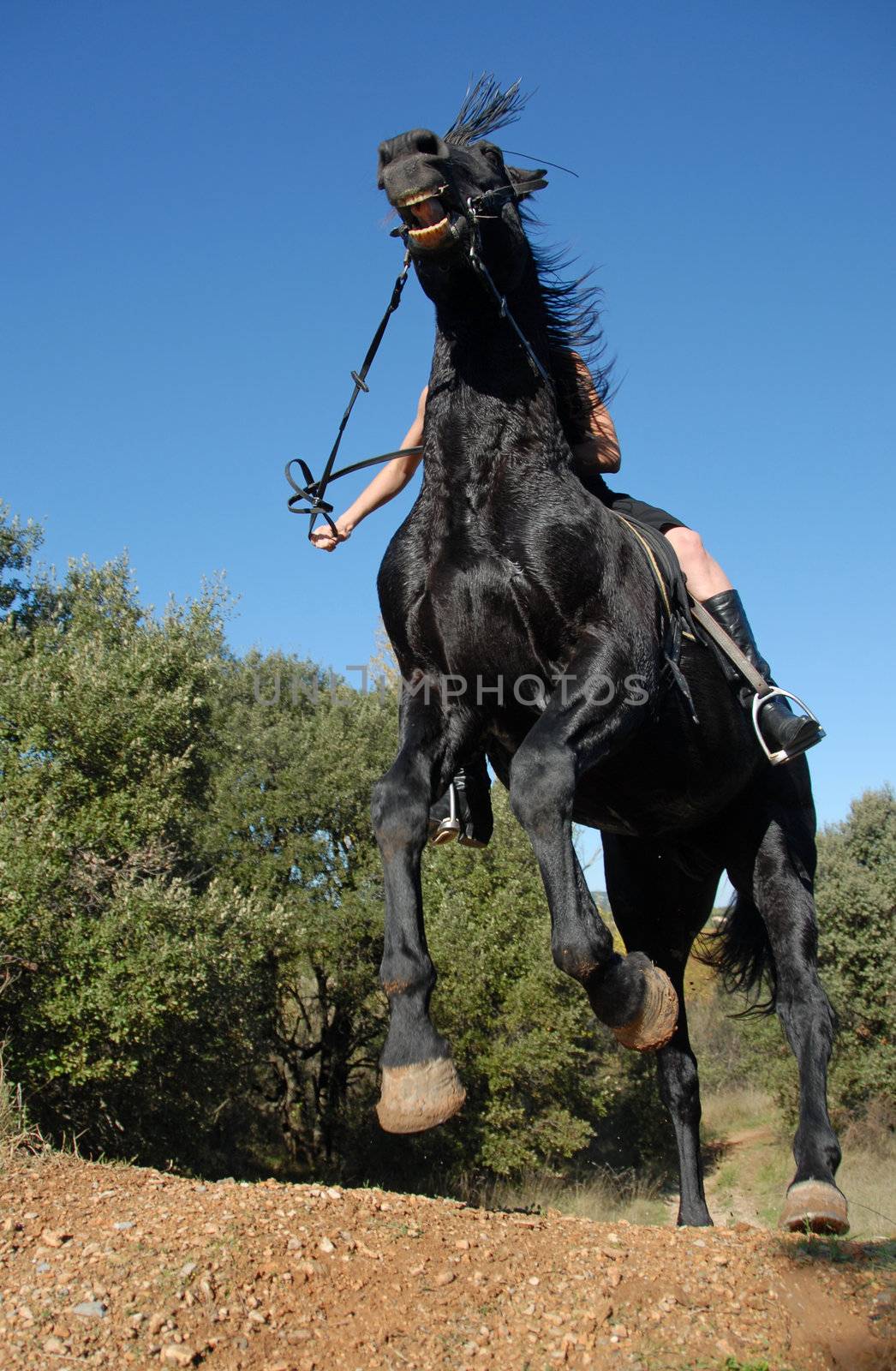 black stallion by cynoclub