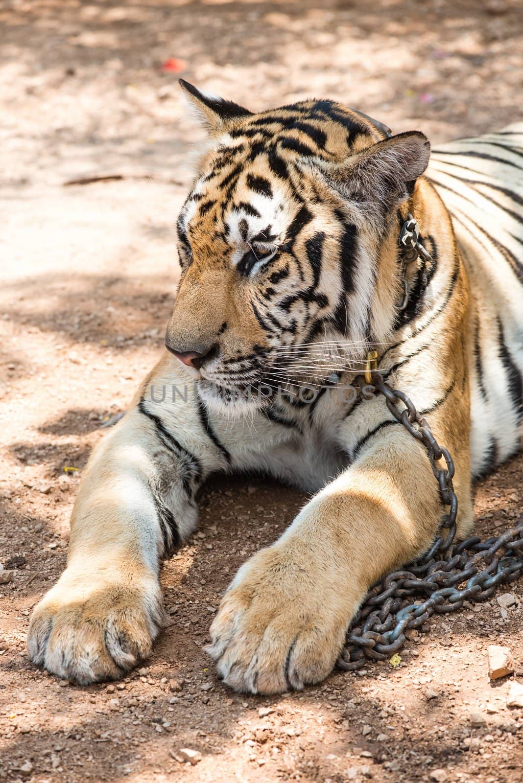 Captured asian bengal tiger in open space in metal chain, taken outdoor on sunny day