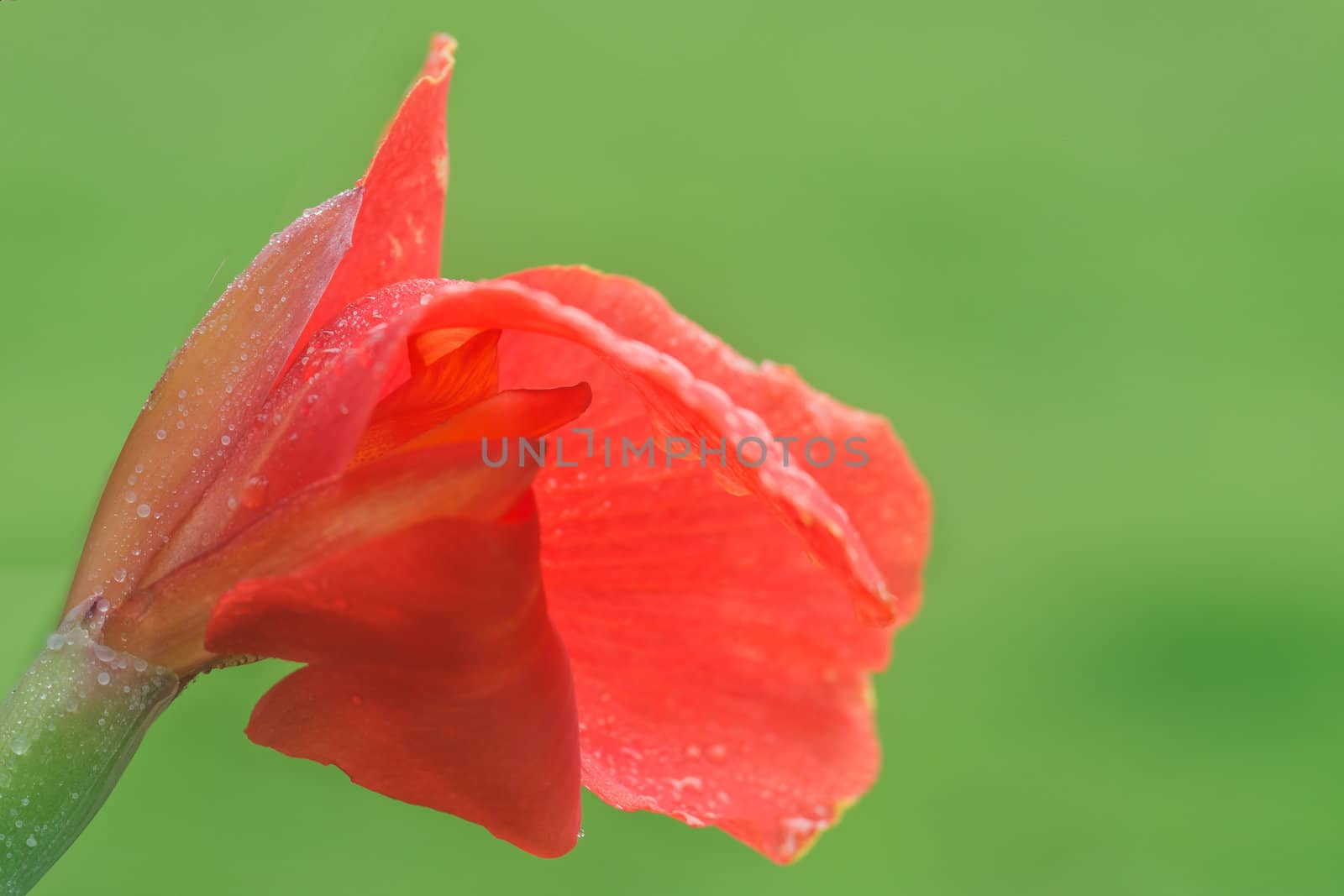 Canna covered with drops of water, more beautiful