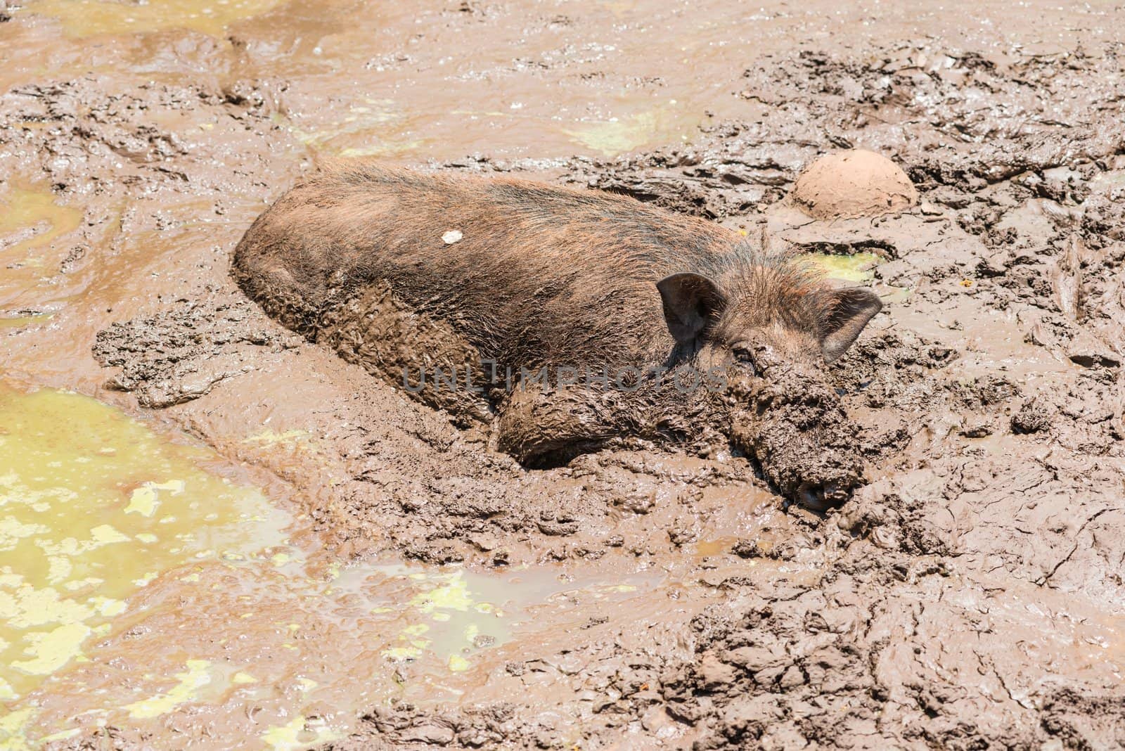 Large dirty black wild pig laying in the mud to cool off from extreme heat