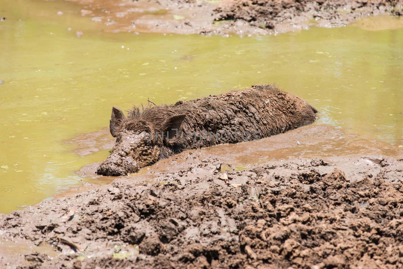 Large dirty black wild pig laying in the mud by sasilsolutions