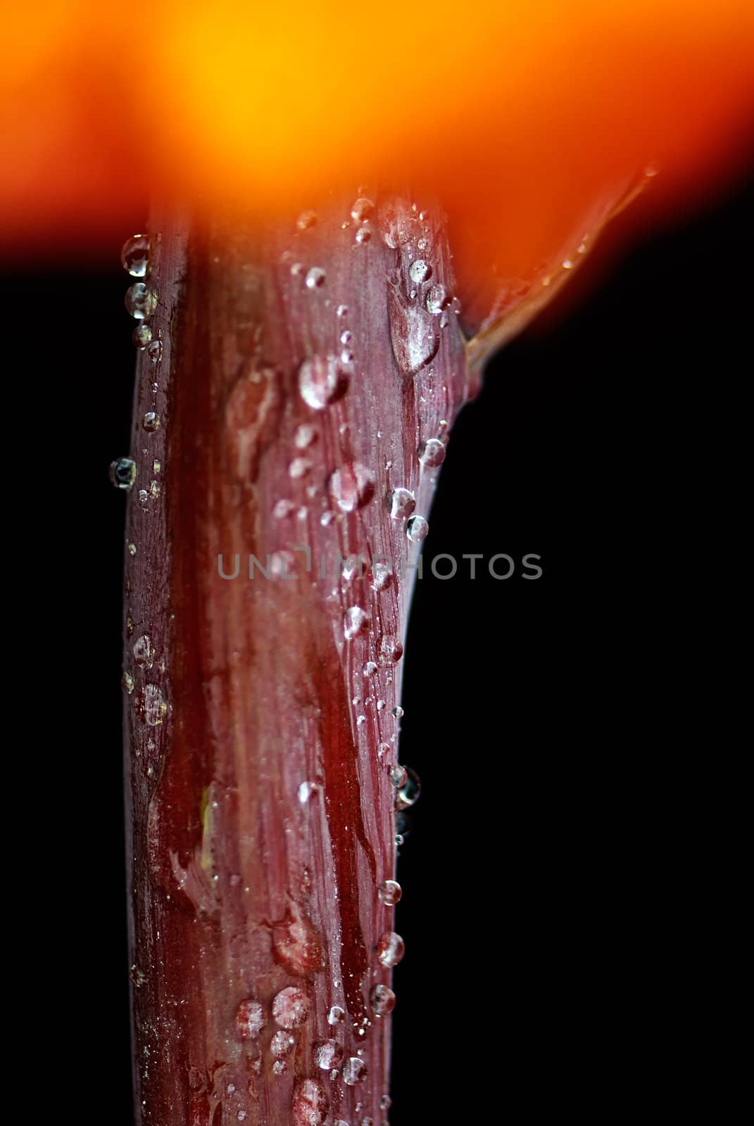 Canna covered with drops of water, more beautiful