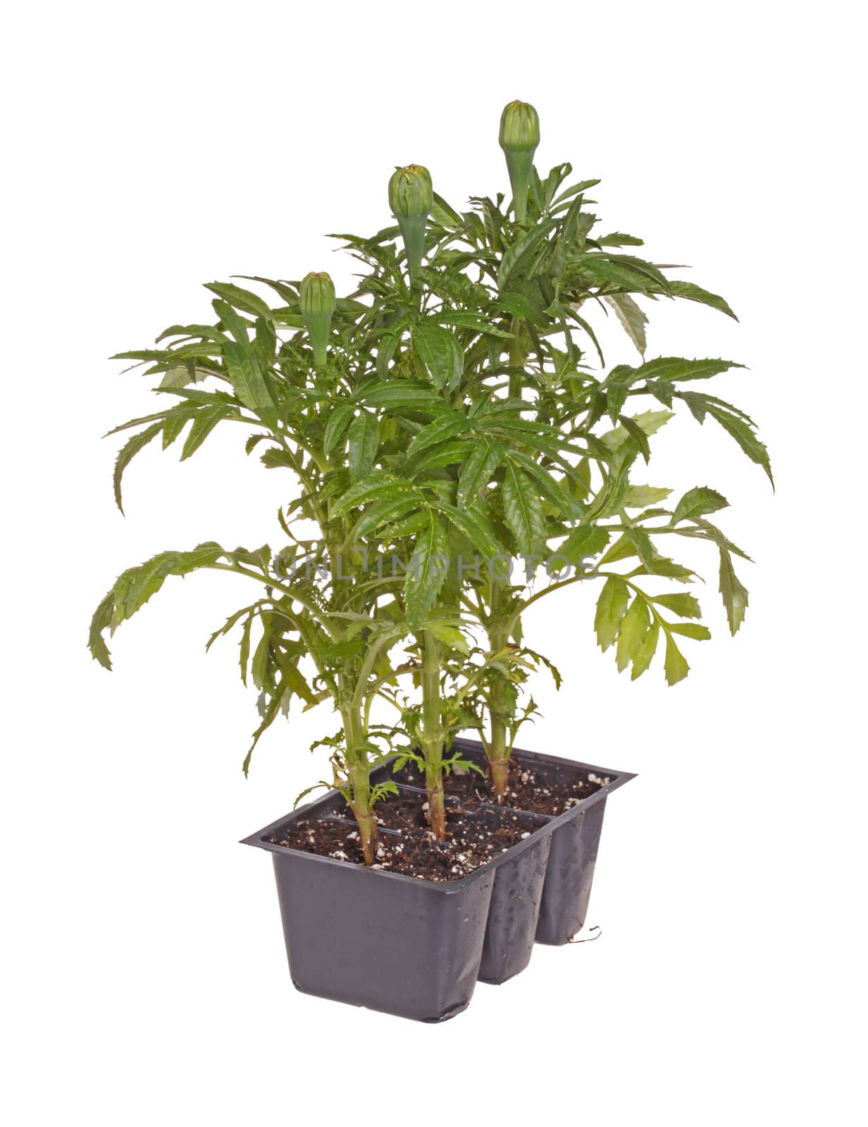 Three seedlings of marigolds (Tagetes species) with buds but not in flower ready to be transplanted into a home garden isolated against a white background