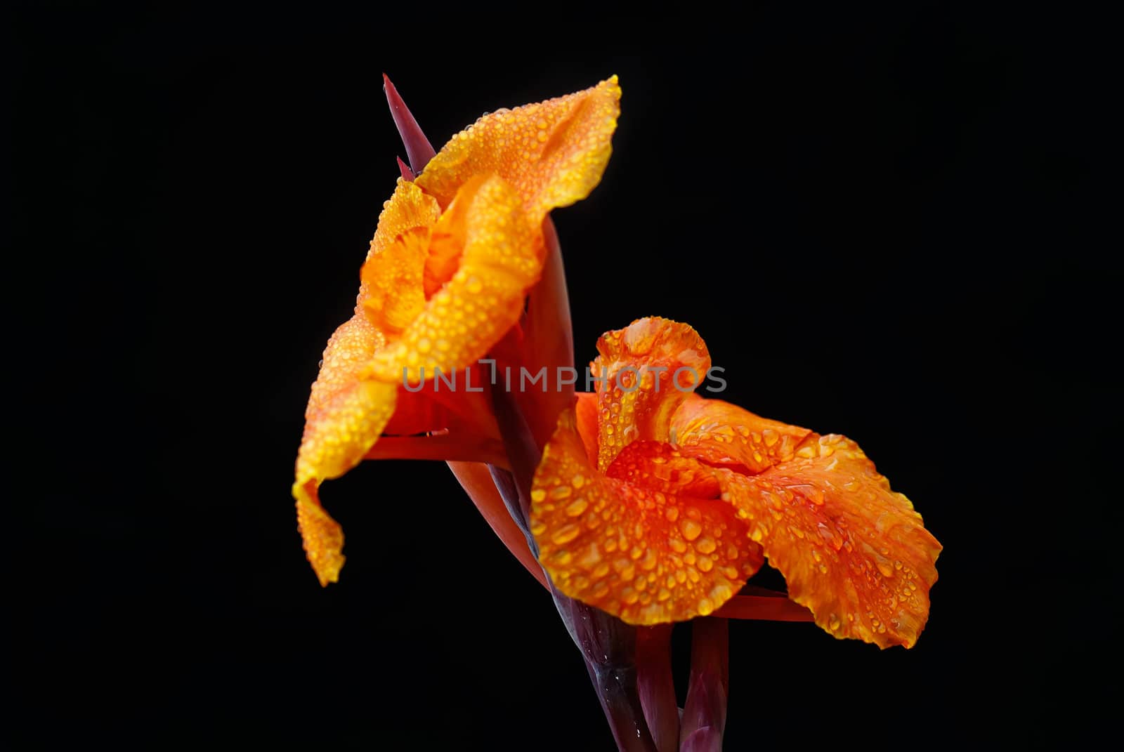 Canna covered with drops of water, more beautiful