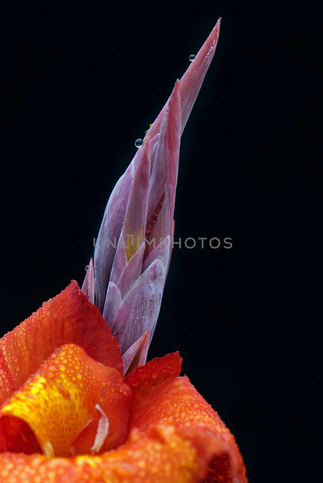 Canna covered with drops of water, more beautiful