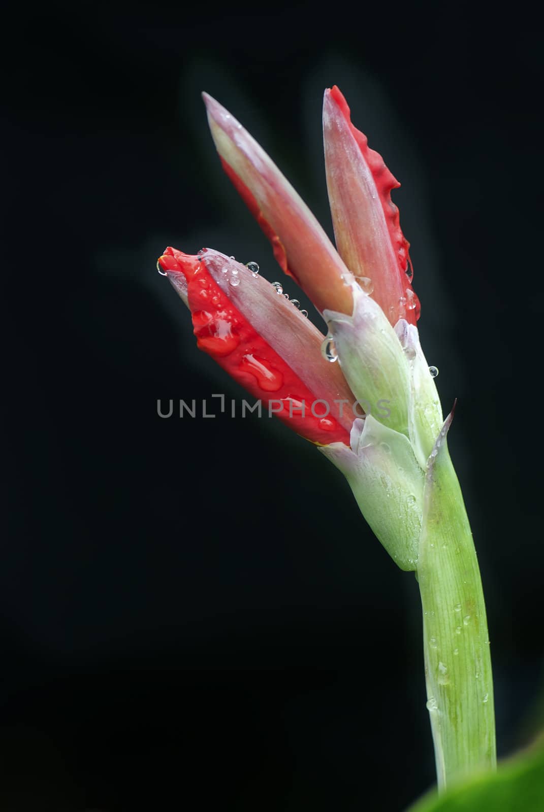 Canna covered with drops of water, more beautiful