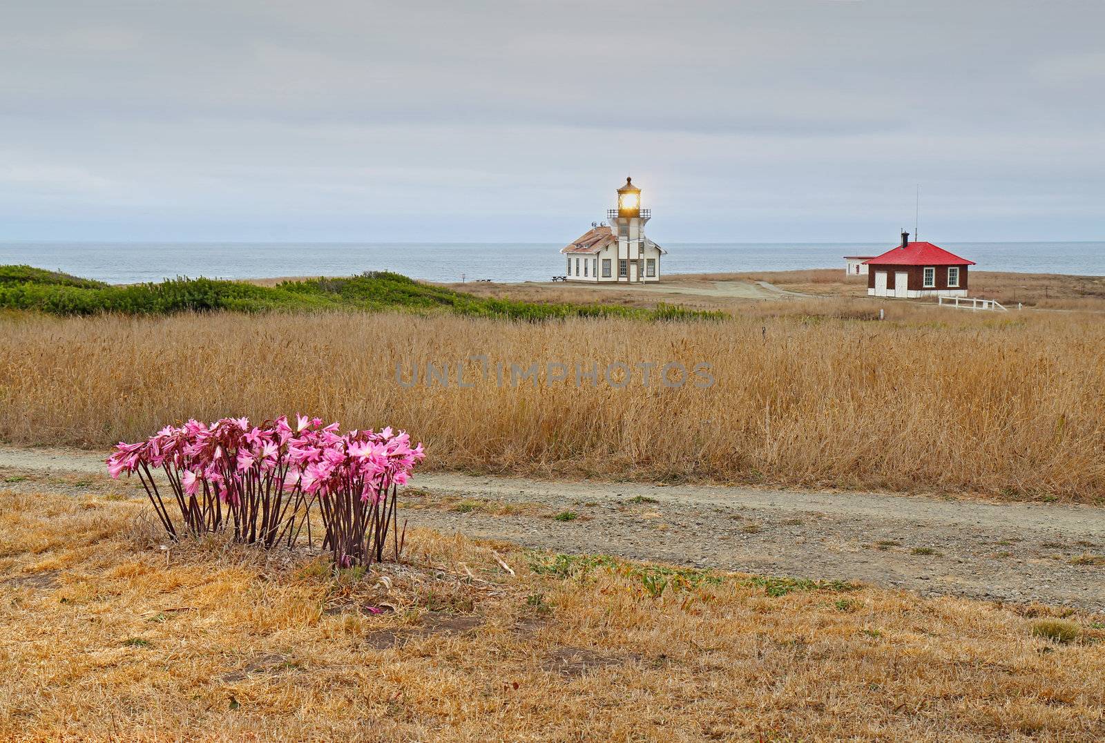 The Point Cabrillo lighthouse near Mendocino, California, with bright pink fall flowers of Amaryllis belladonna in the foreground