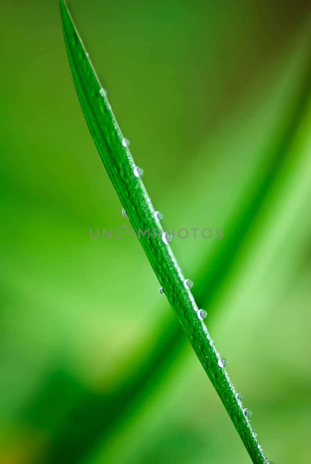 Grass covered with drops of water, beautiful
