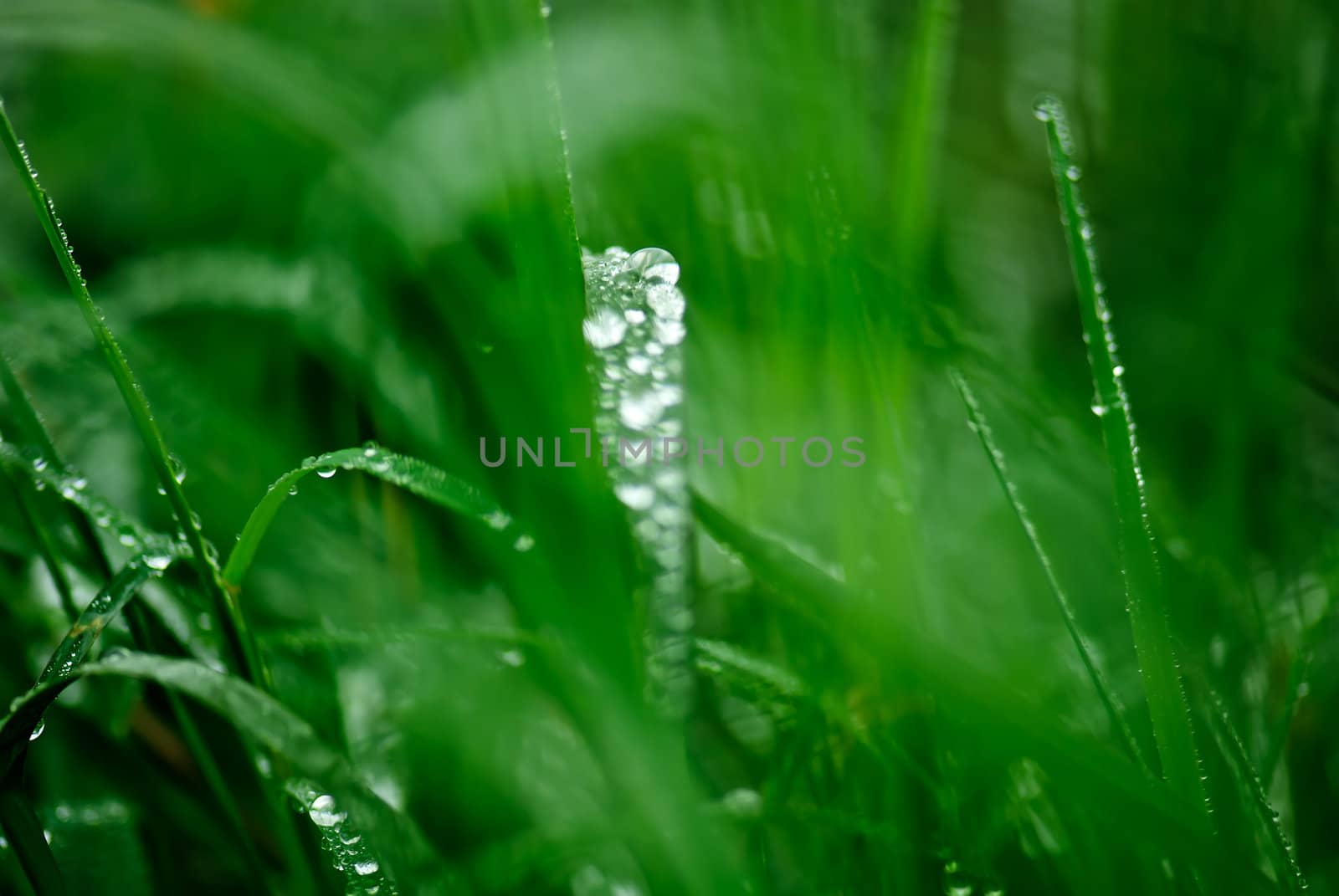 Grass covered with drops of water, beautiful