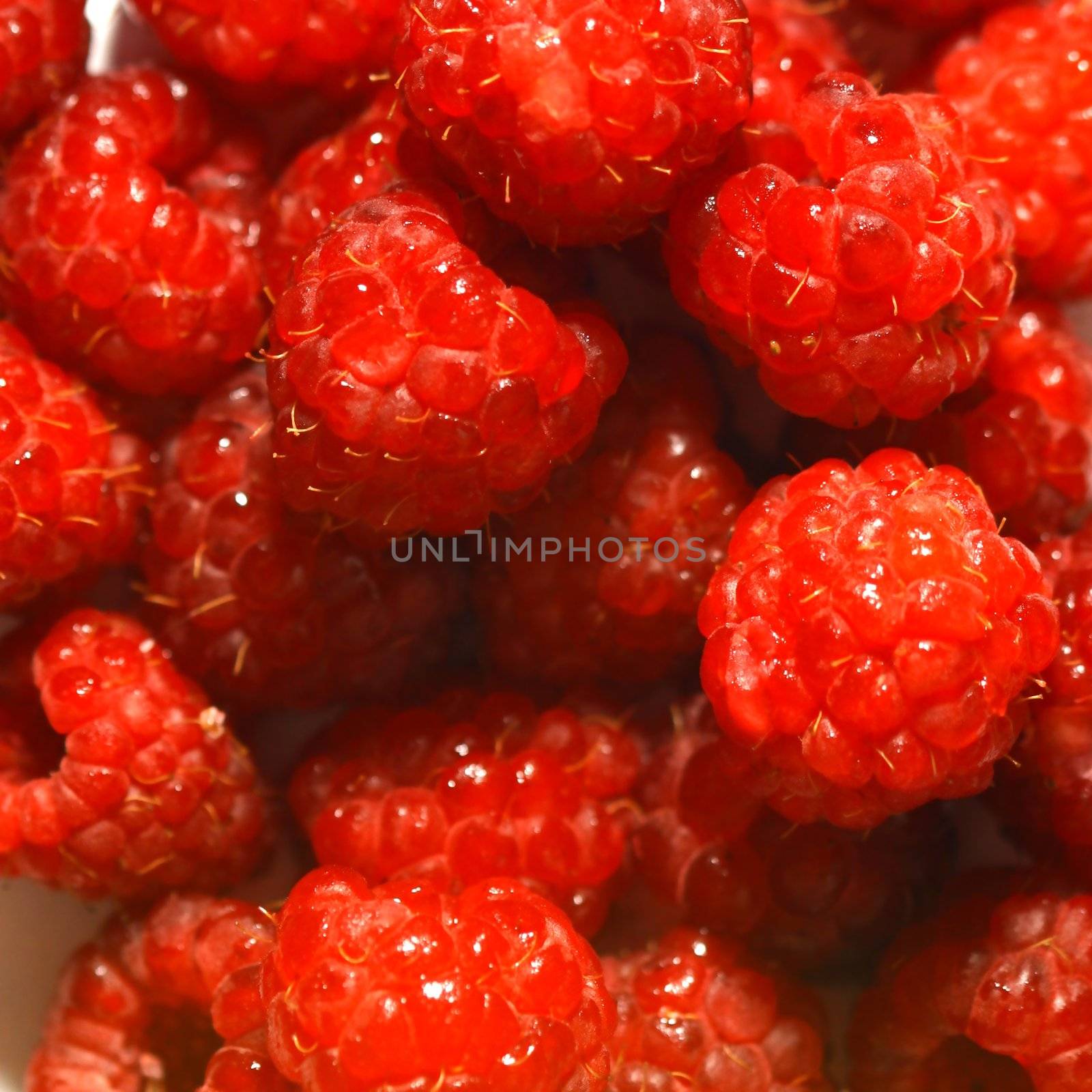 red wild raspberry macro close up 