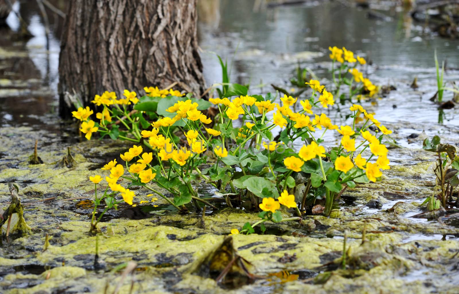 Kingcup or Marsh Marigold (Caltha palustris)
