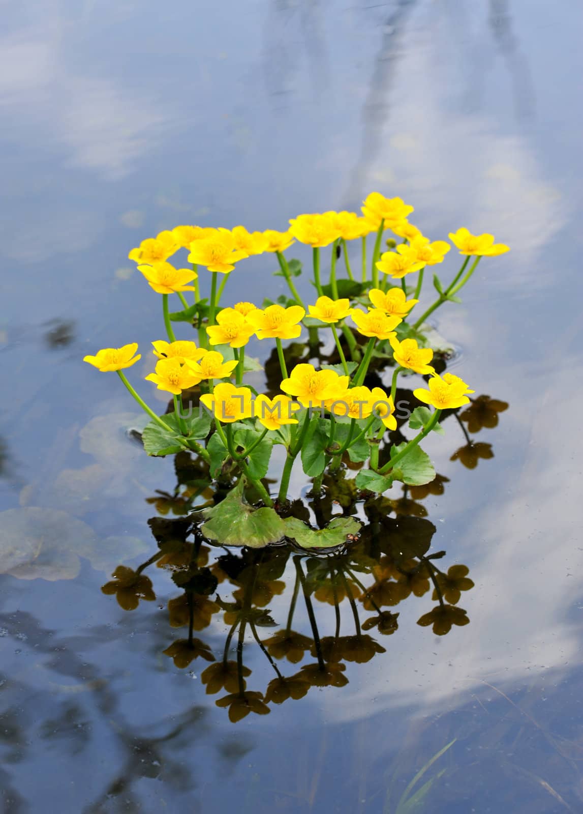 Kingcup or Marsh Marigold (Caltha palustris)
