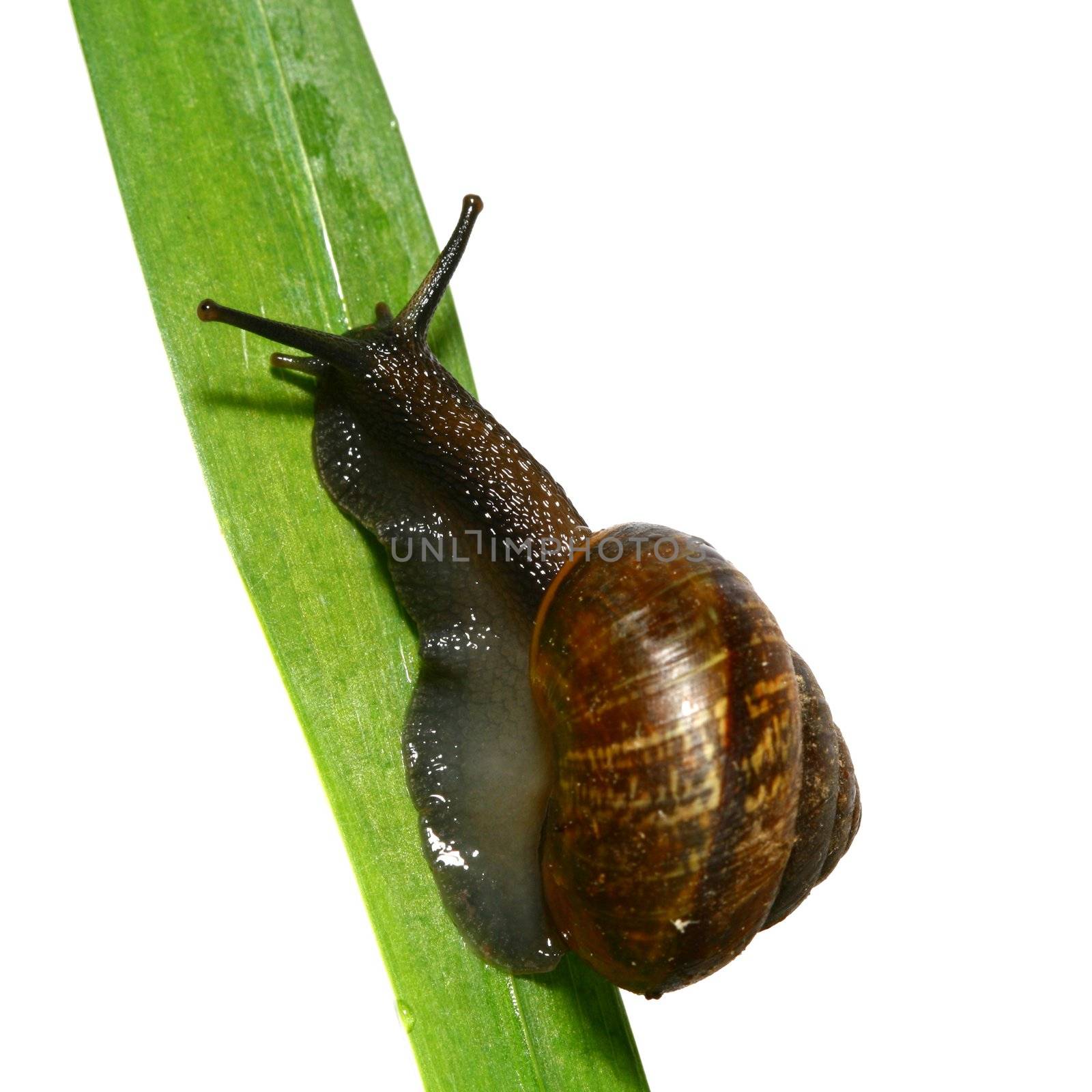 little shell macro close up isolated on white