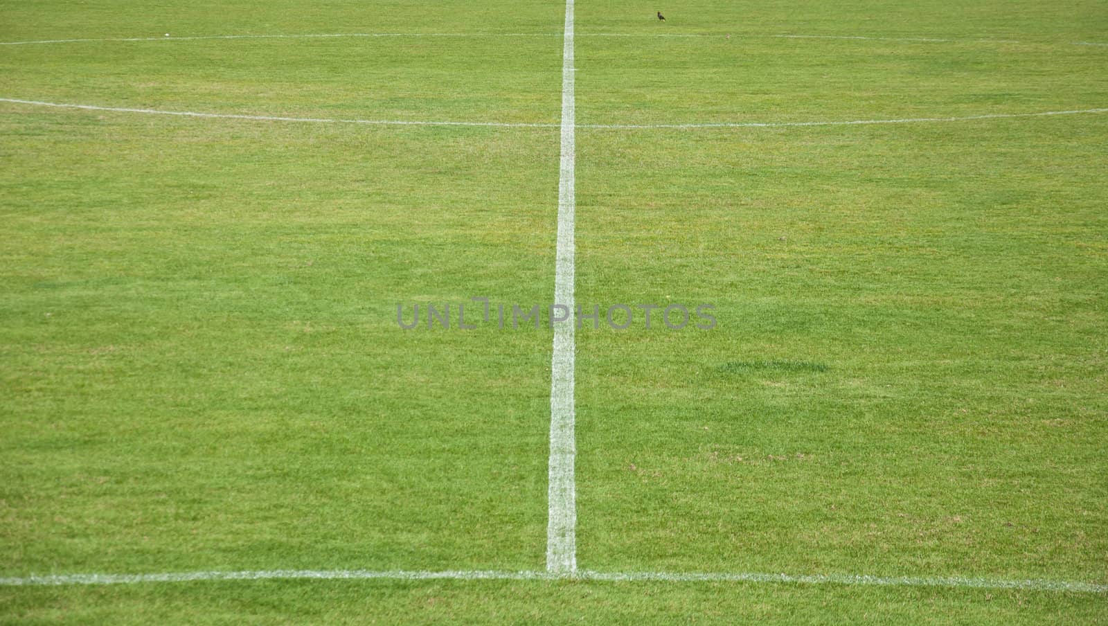 white line in soccer field