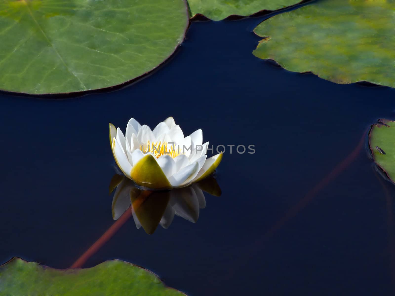 White water lily in a dark pond, a white lotus